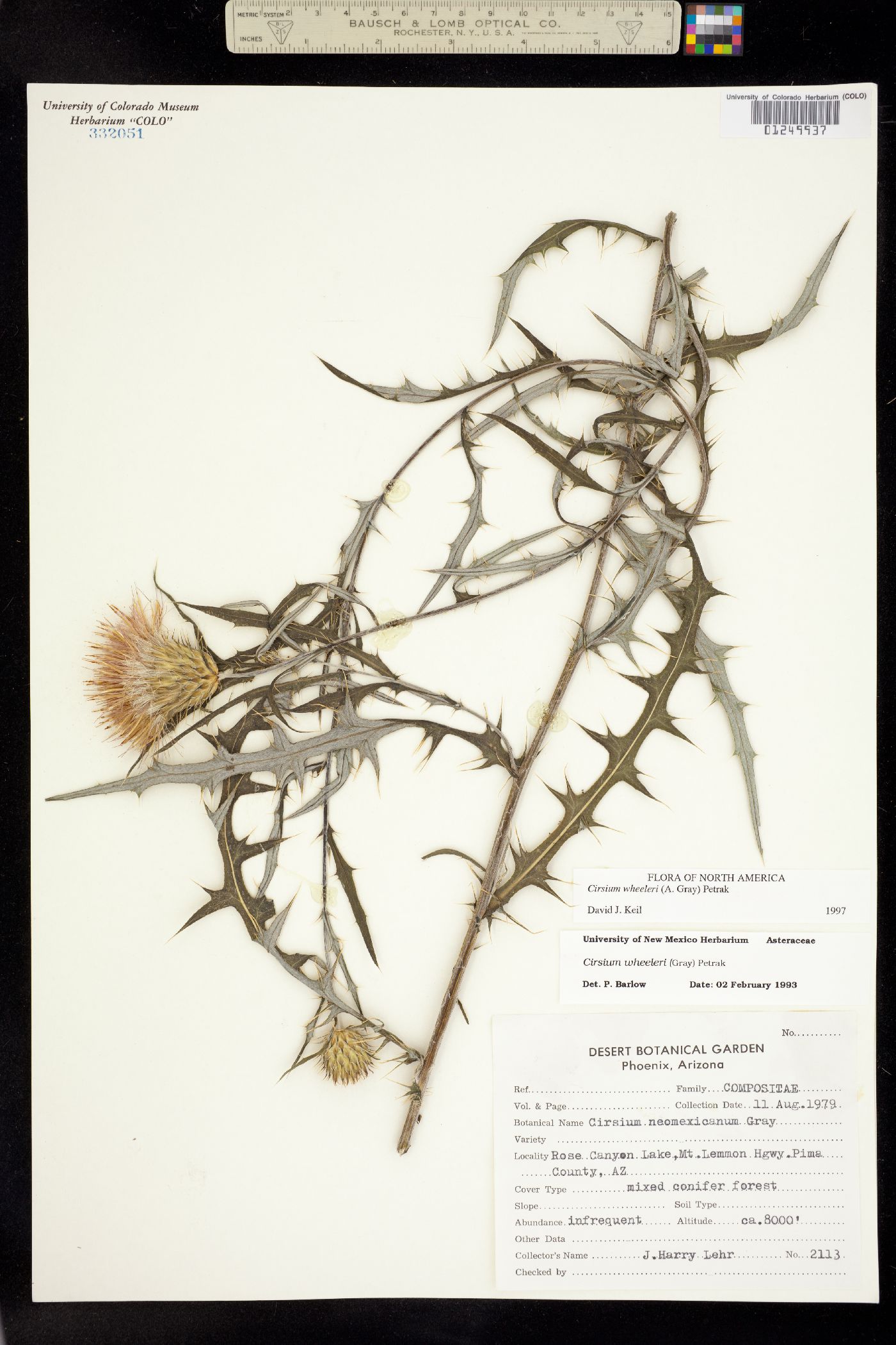 Cirsium wheeleri image