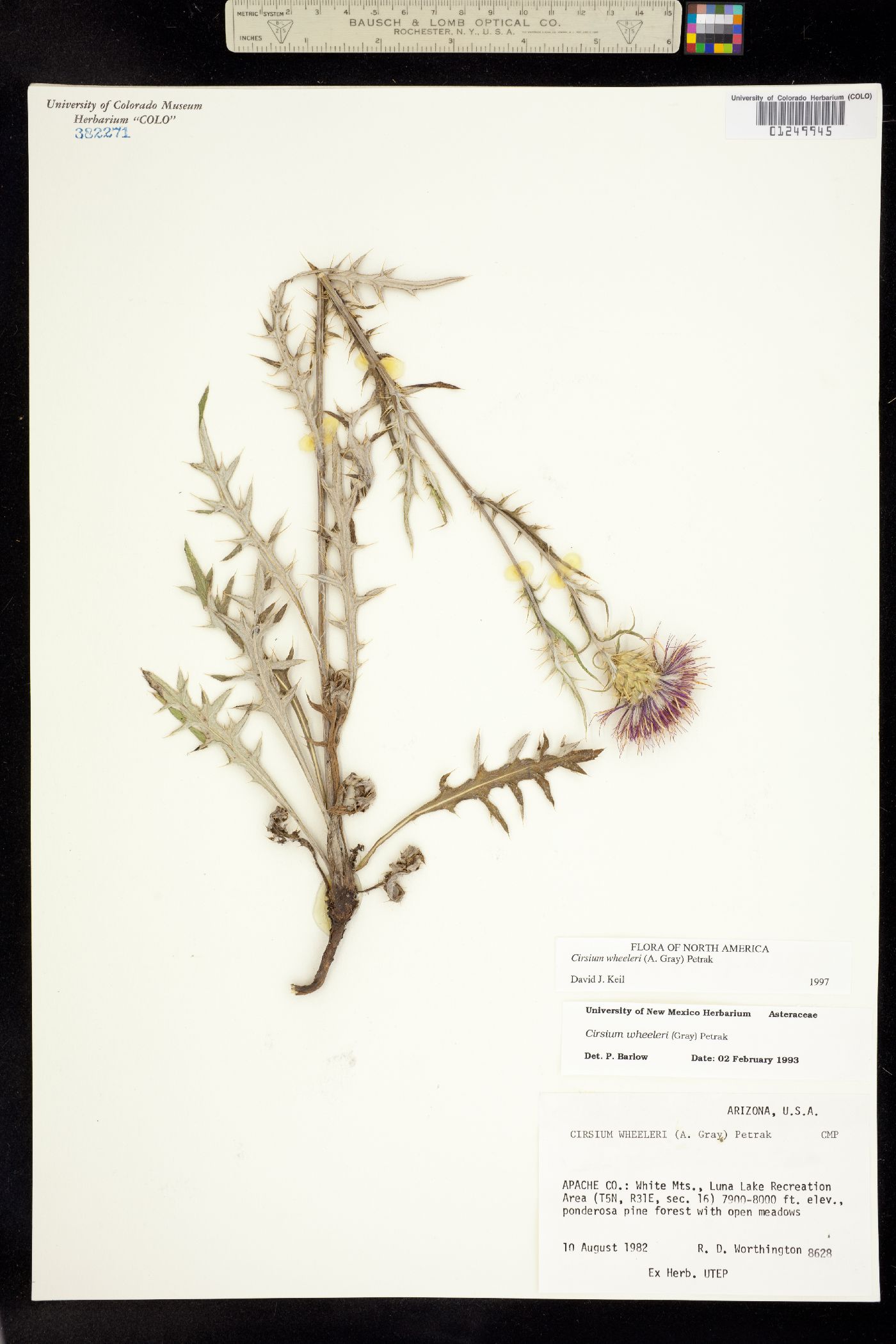 Cirsium wheeleri image