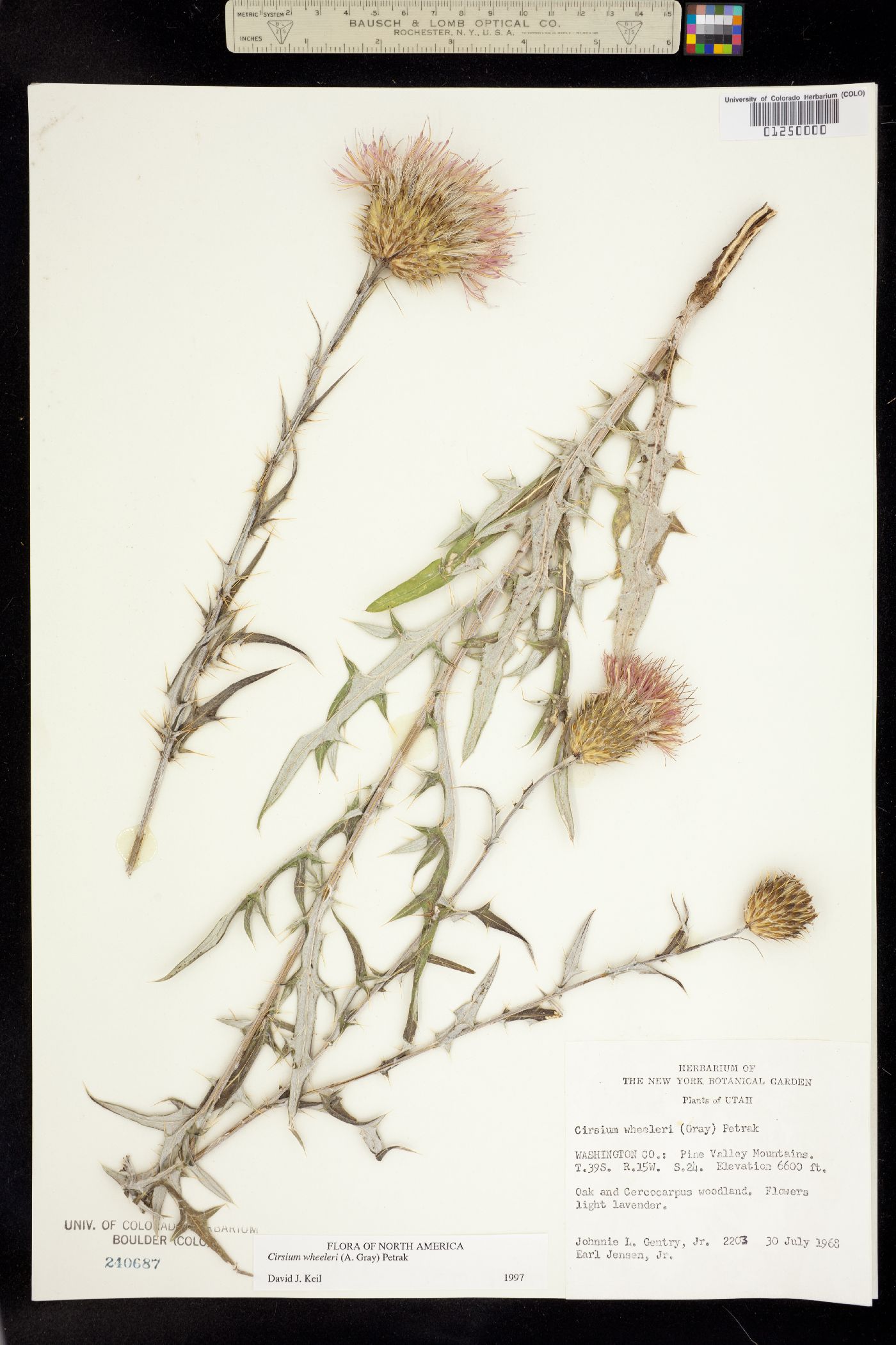 Cirsium wheeleri image