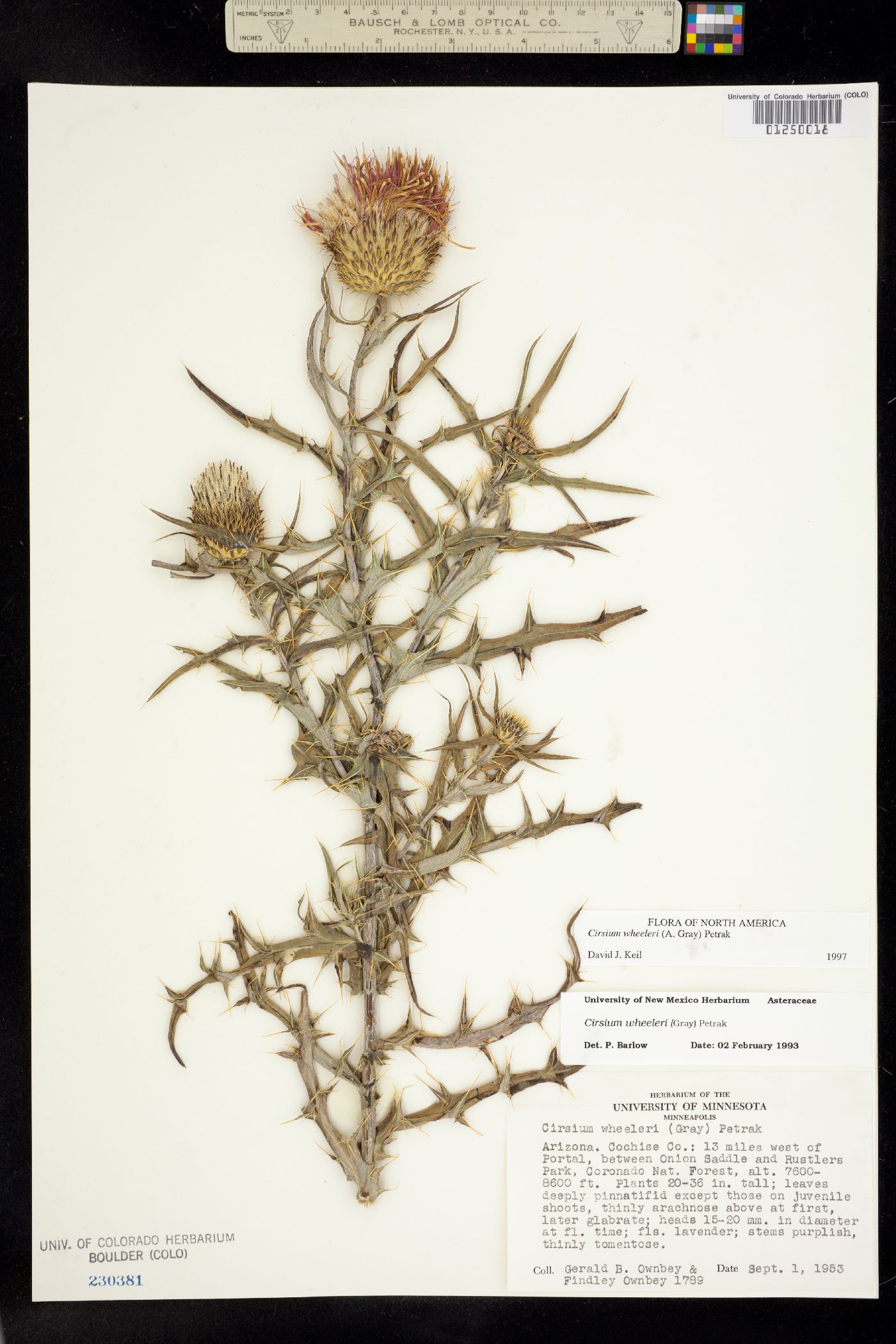 Cirsium wheeleri image