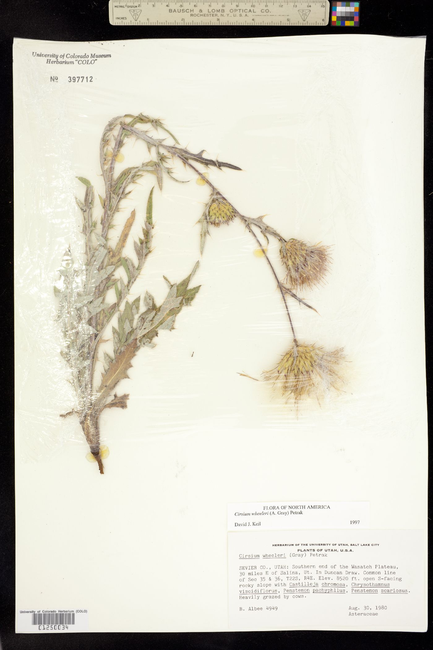Cirsium wheeleri image