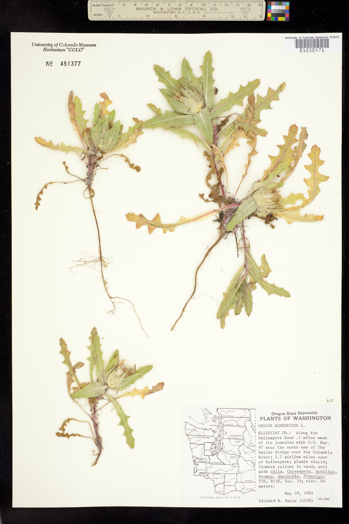 Centaurea benedicta image
