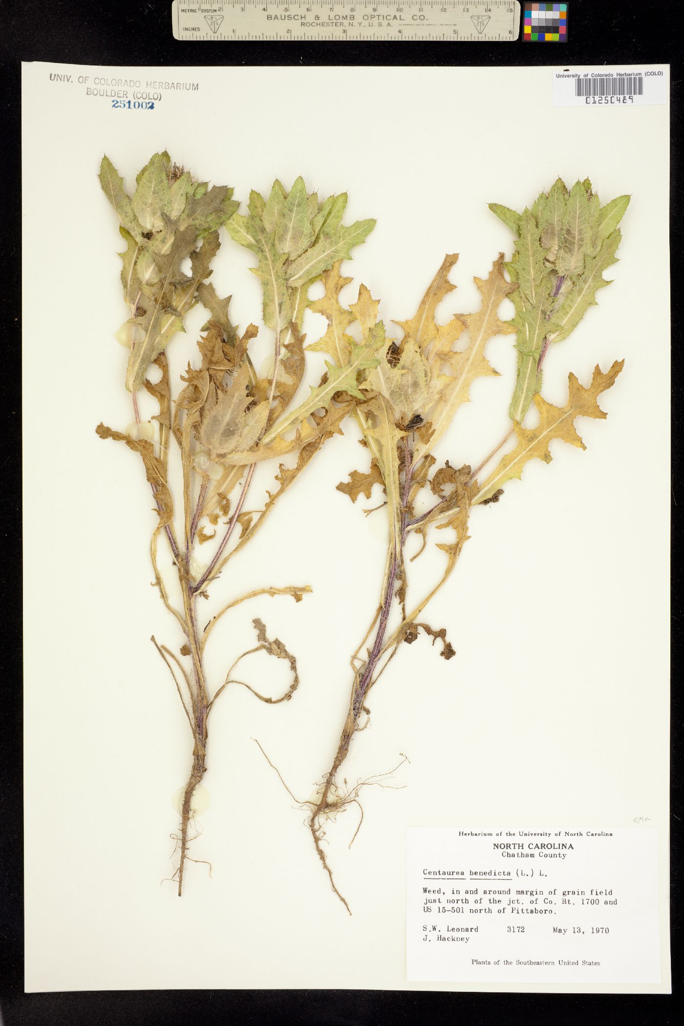 Centaurea benedicta image