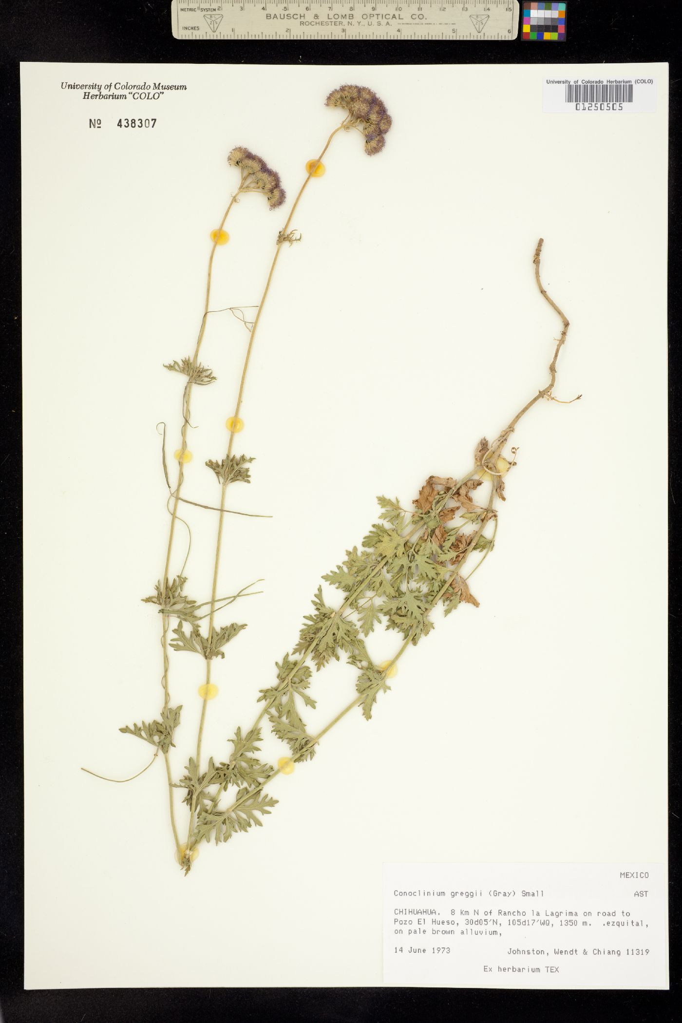 Conoclinium dissectum image