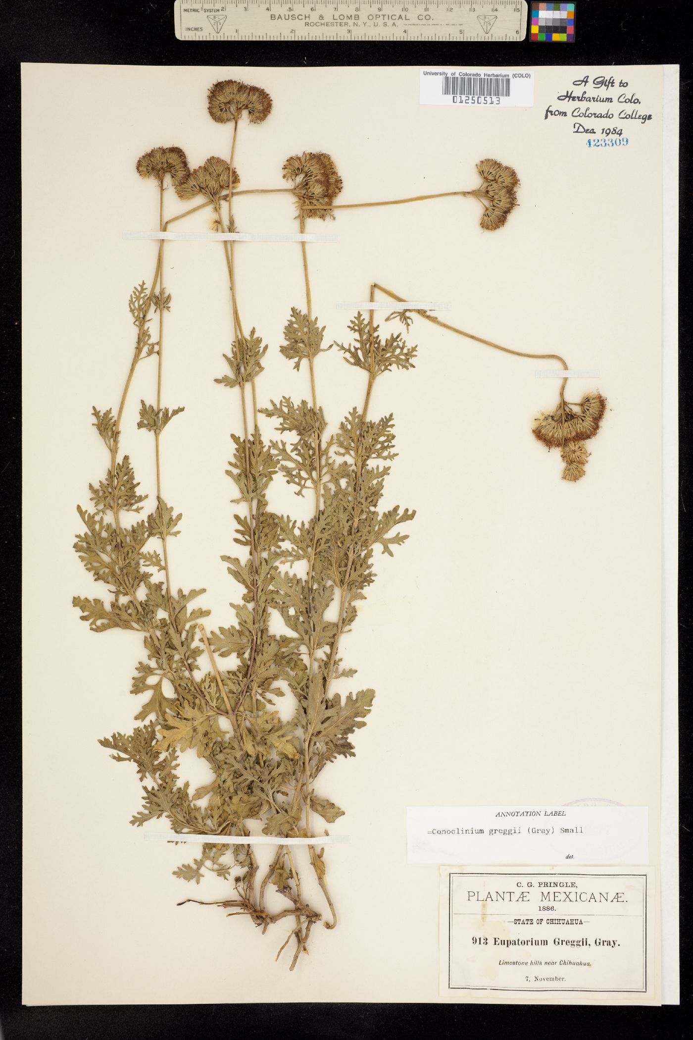 Conoclinium dissectum image
