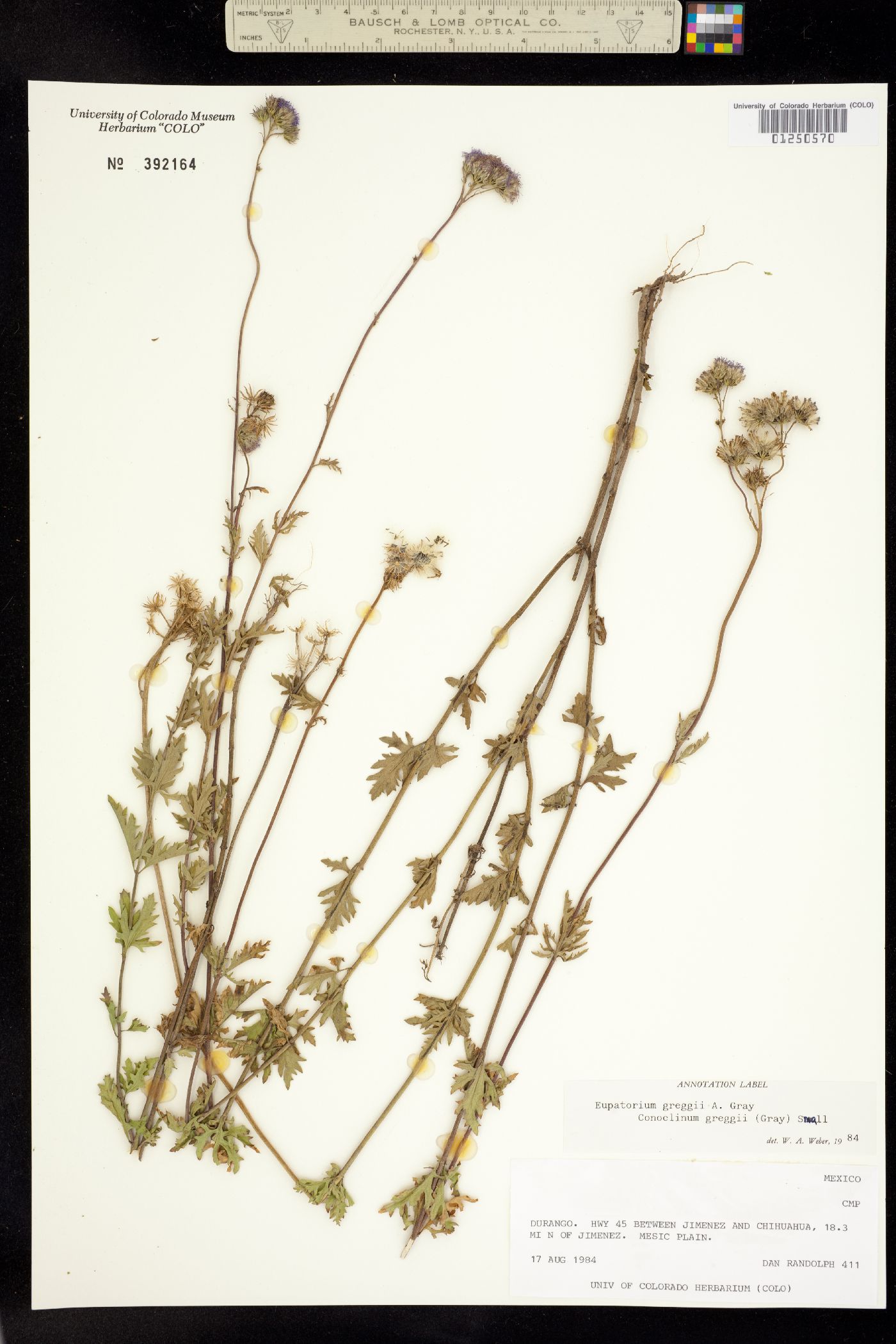 Conoclinium dissectum image