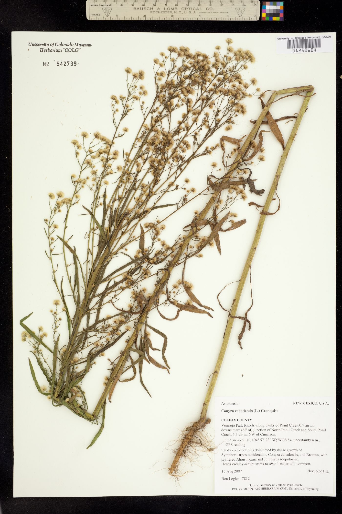 Conyza canadensis image