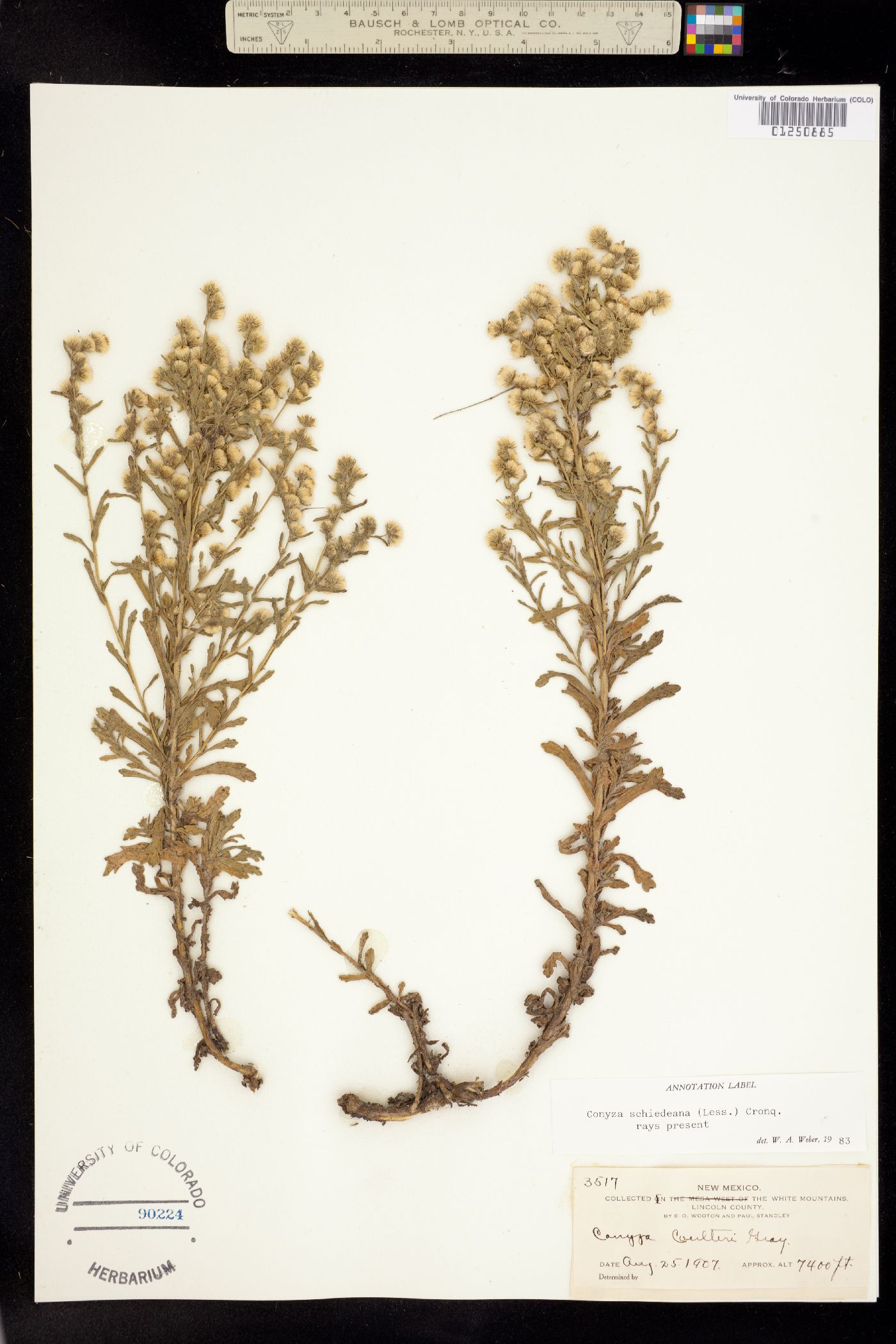 Conyza schiedeana image