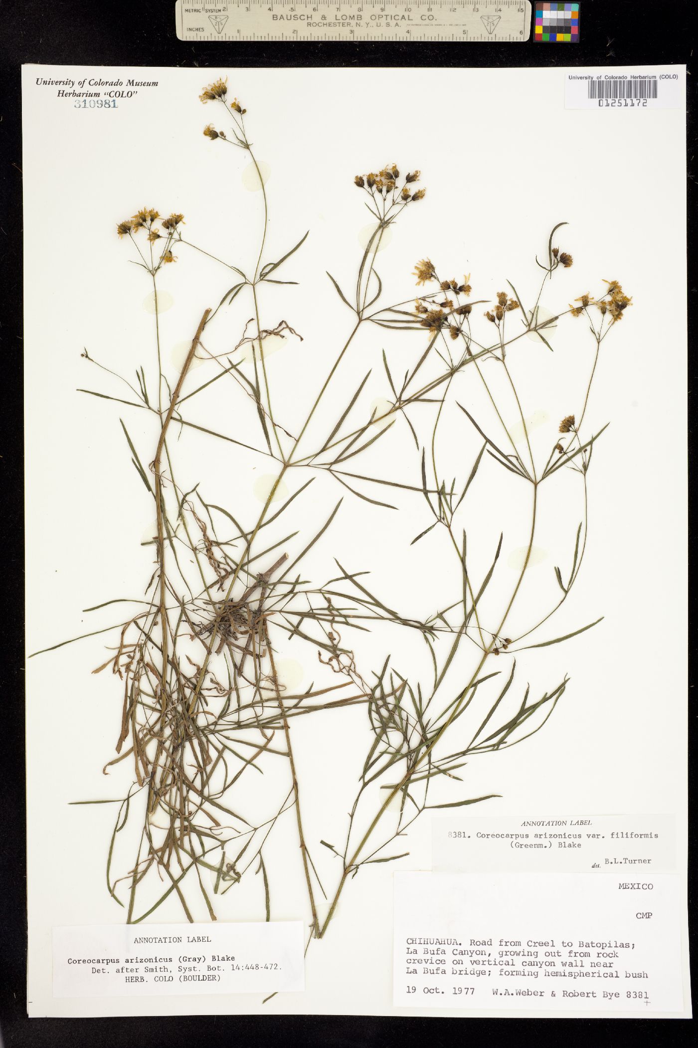Coreocarpus arizonicus image