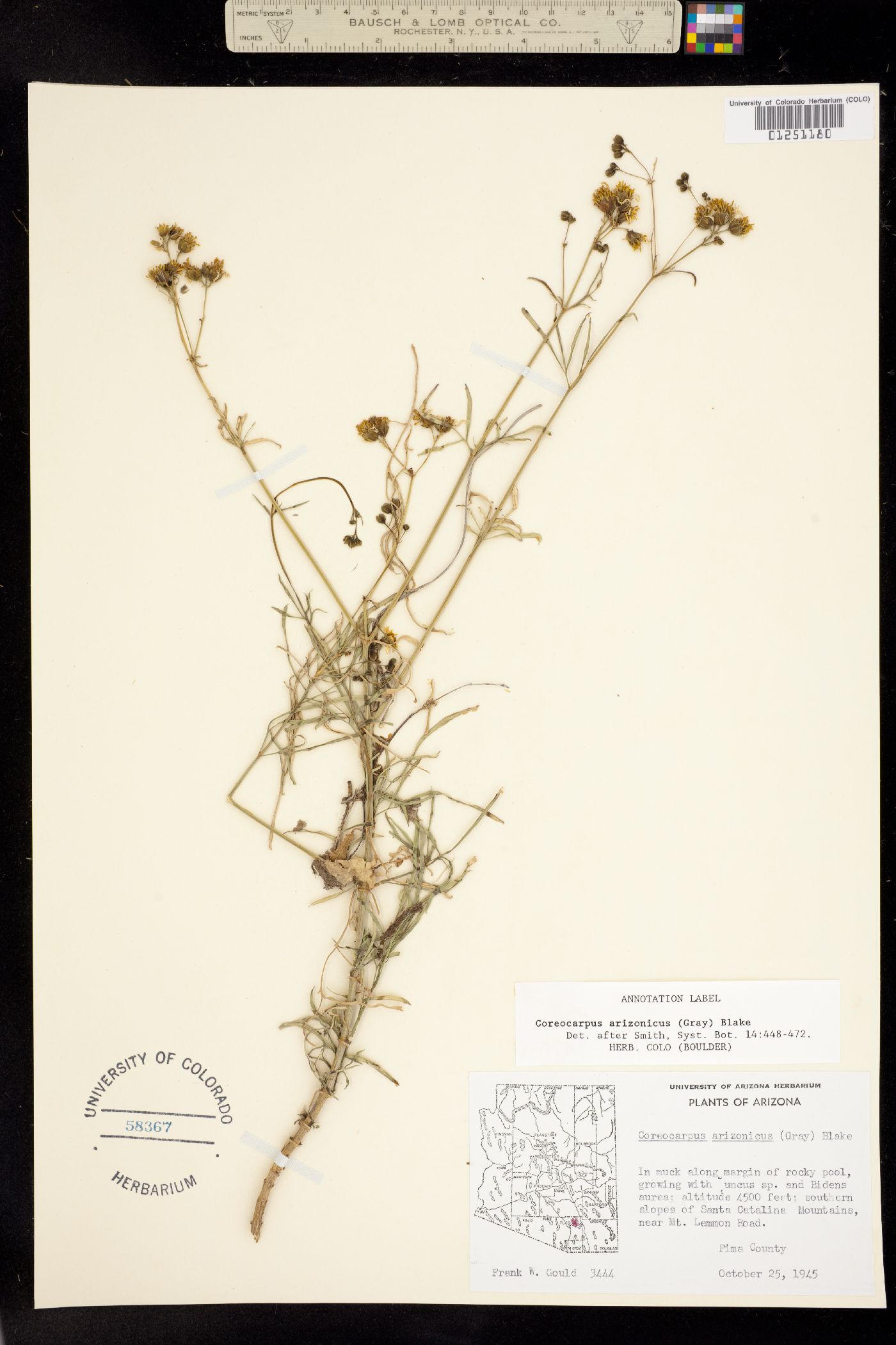 Coreocarpus arizonicus image