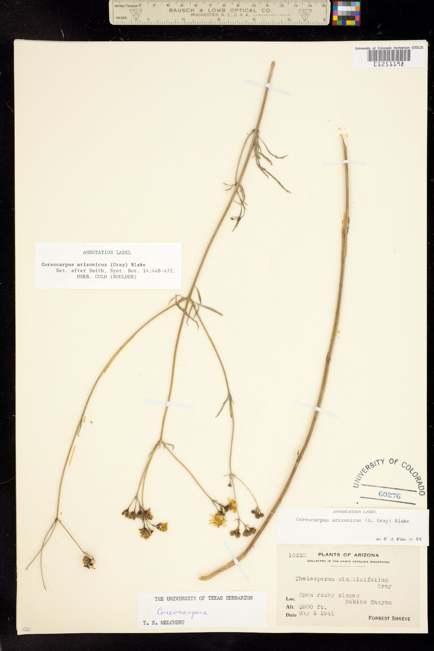 Coreocarpus image