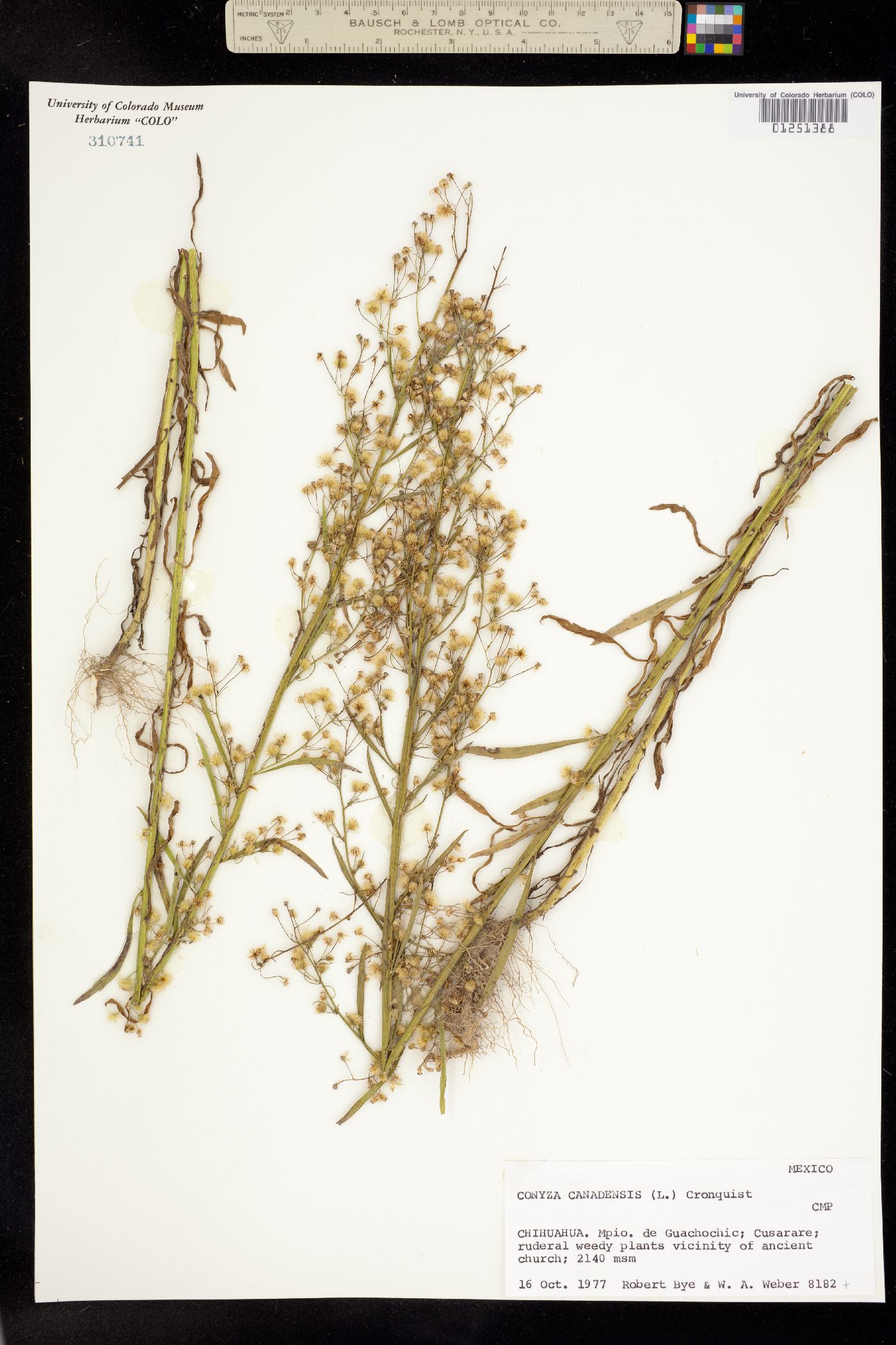 Conyza canadensis image