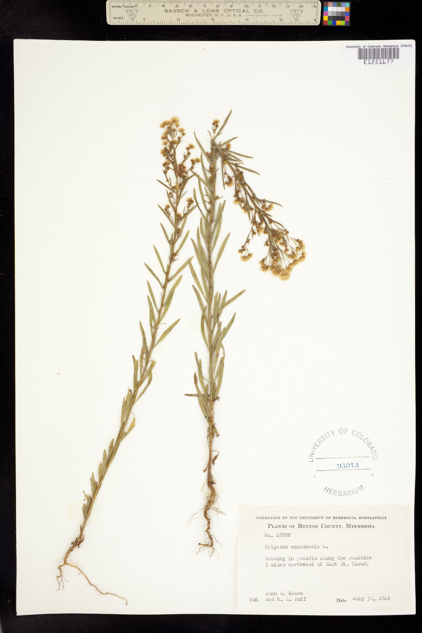 Conyza canadensis image
