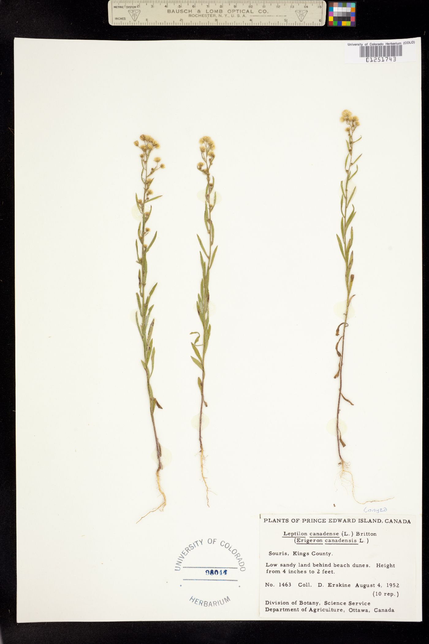 Conyza canadensis image