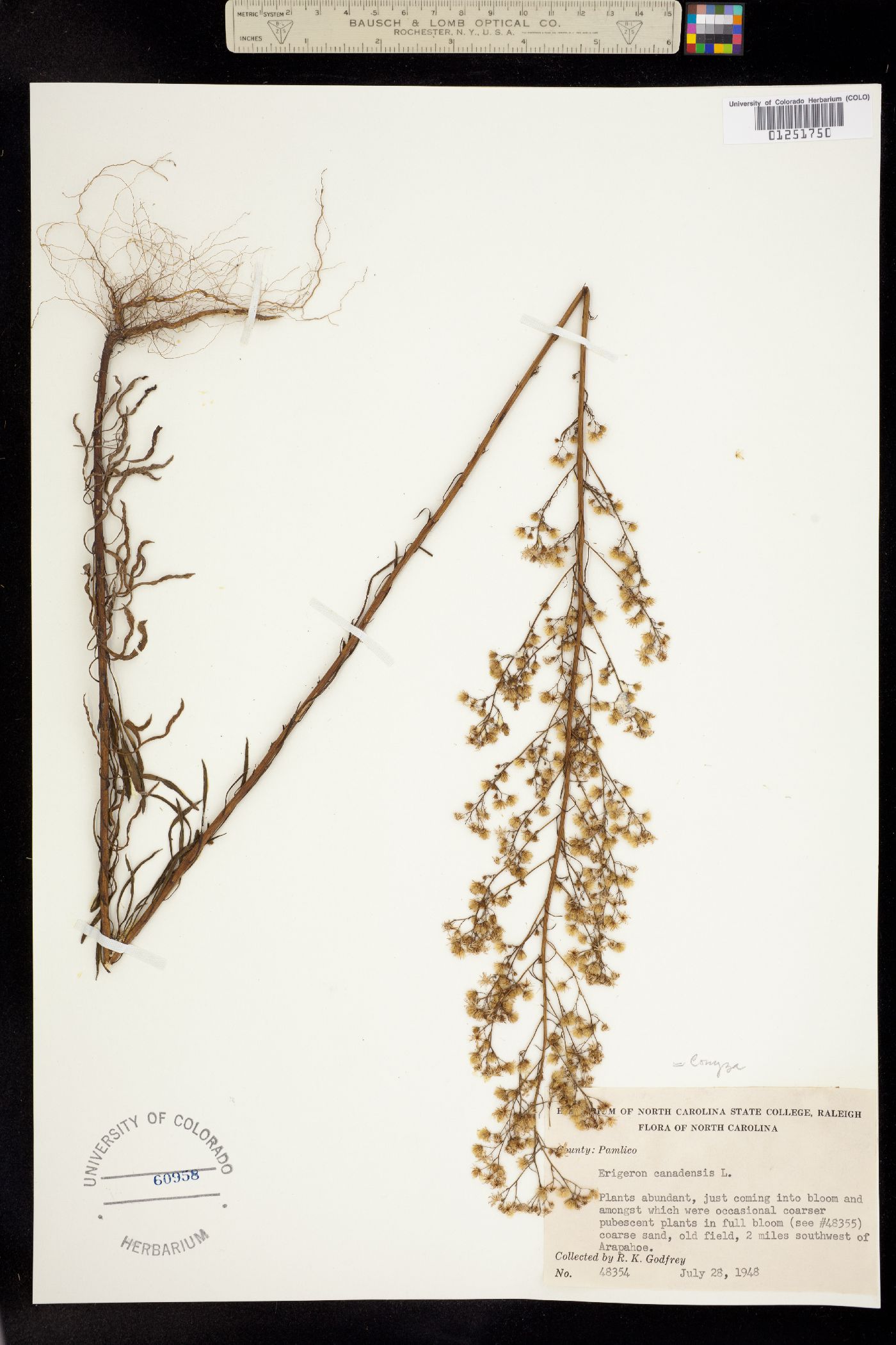 Conyza canadensis image