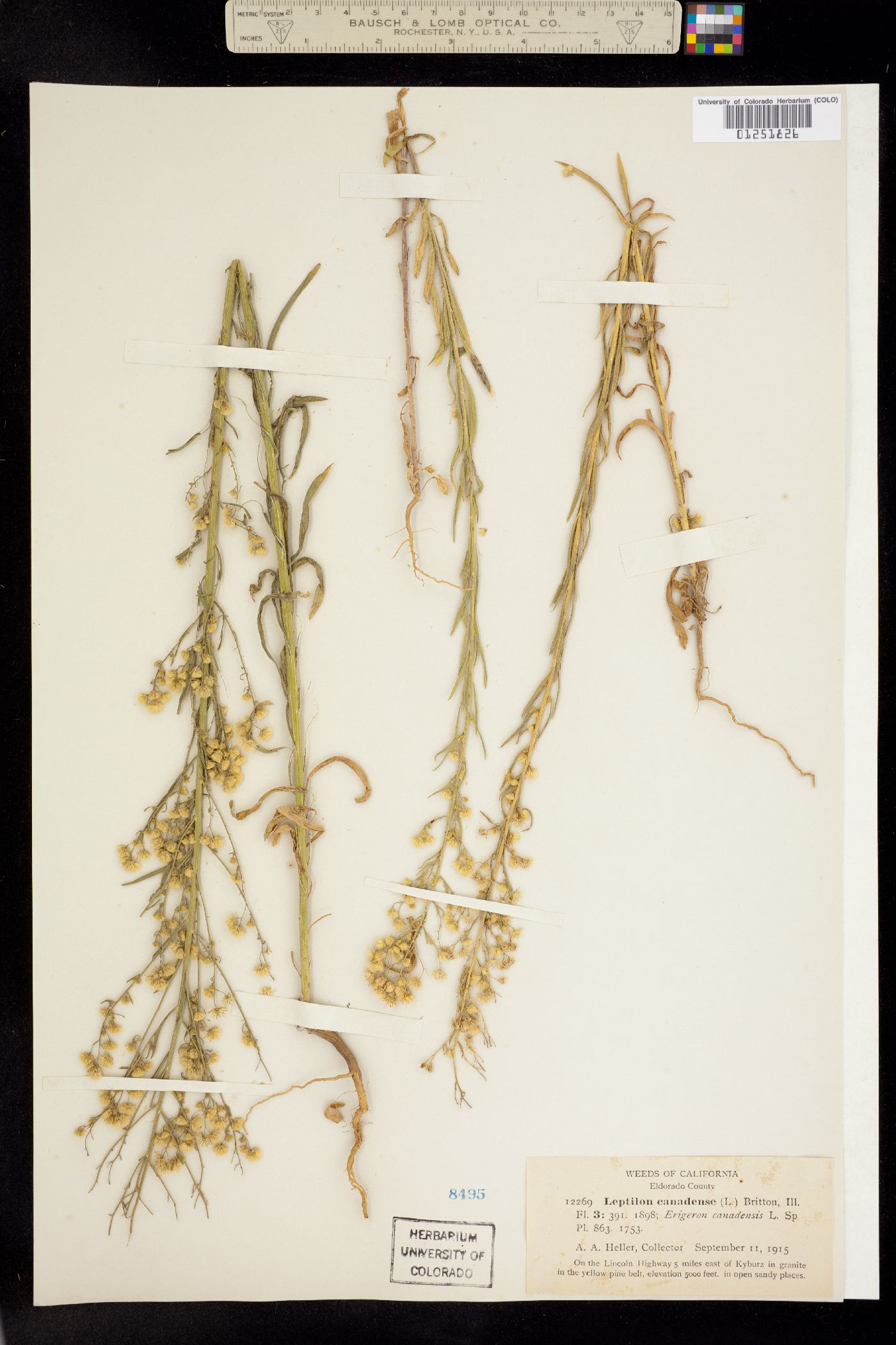 Conyza image
