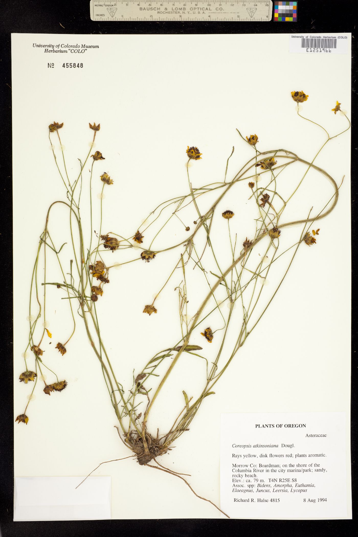 Coreopsis tinctoria var. atkinsoniana image