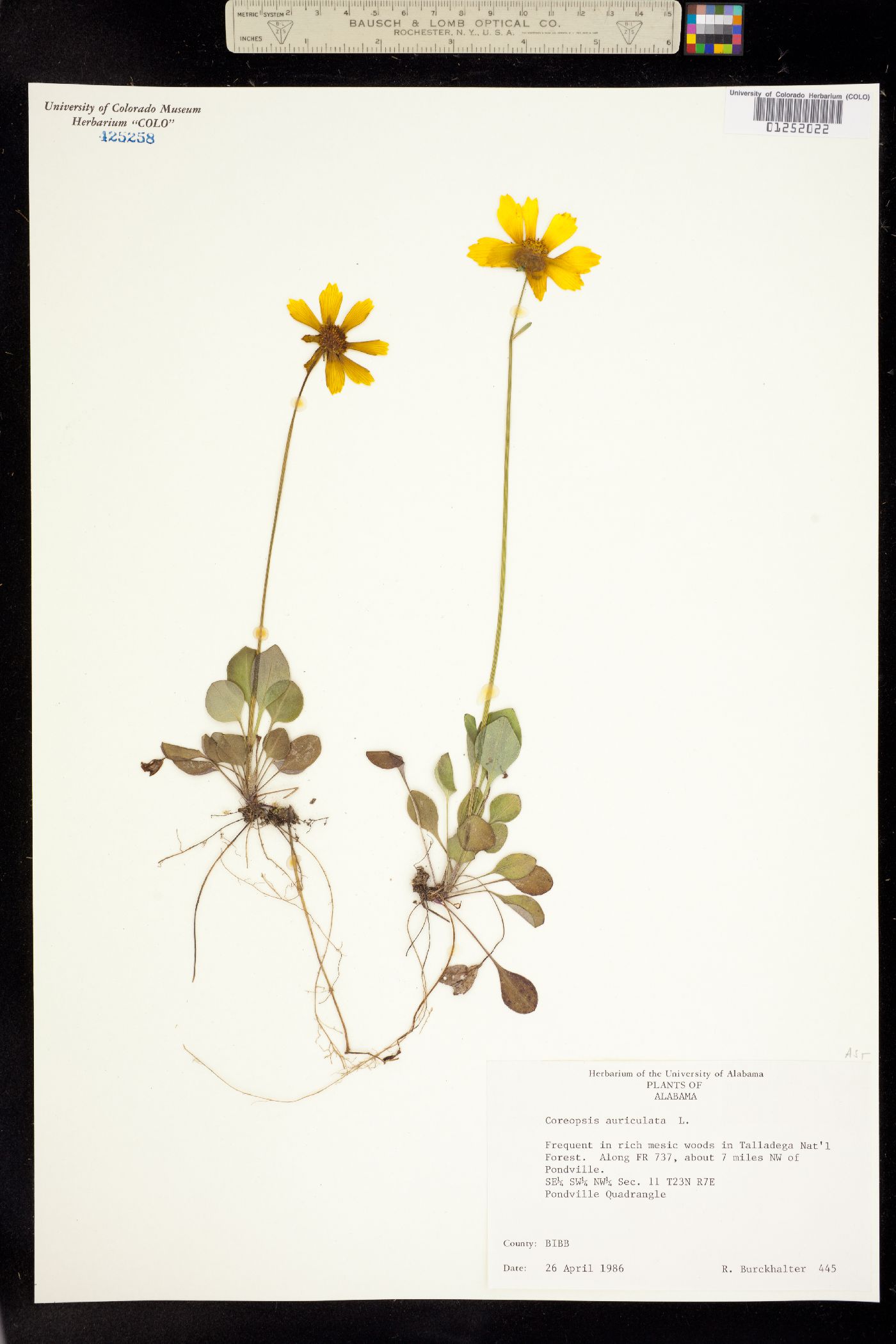 Coreopsis auriculata image