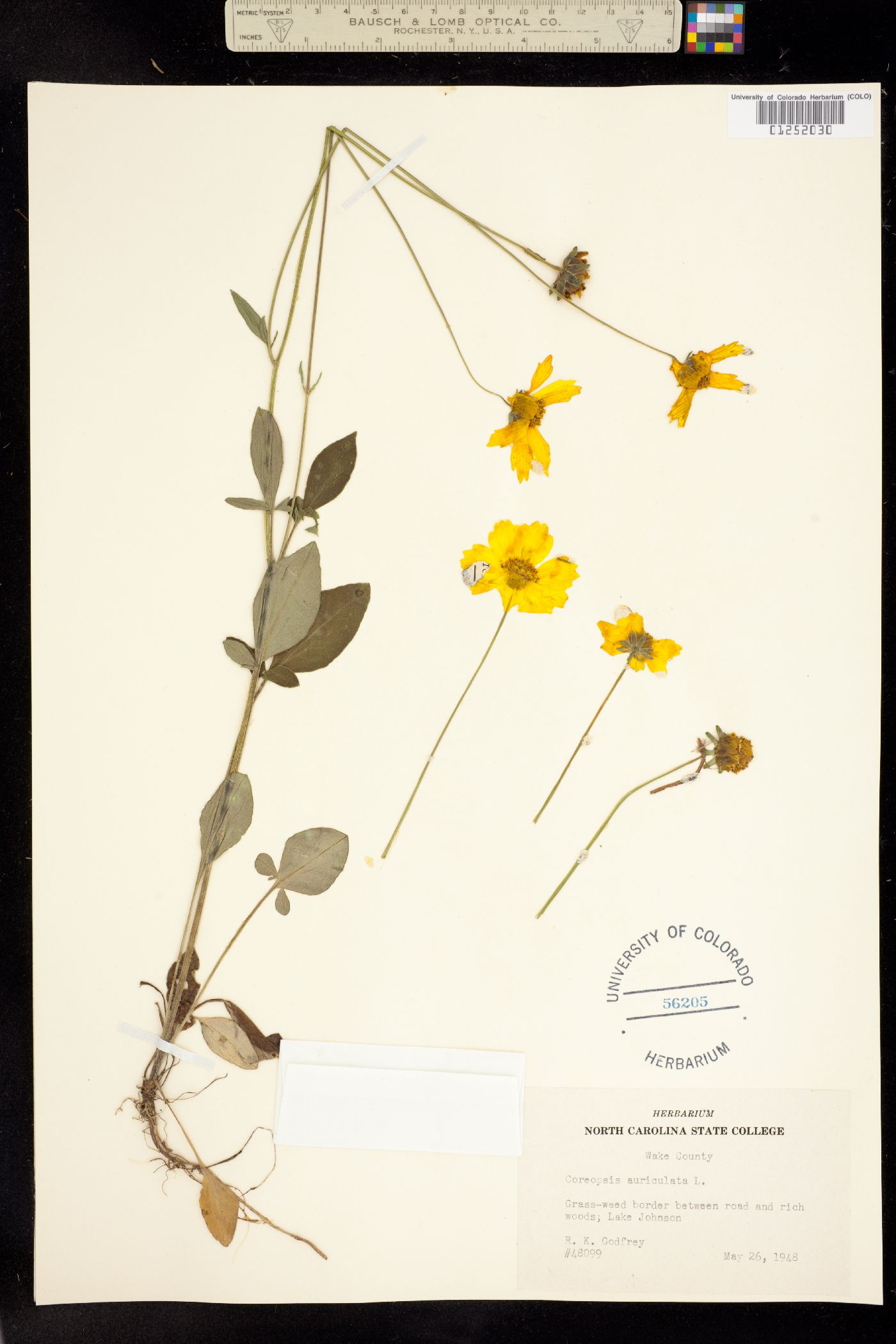 Coreopsis auriculata image