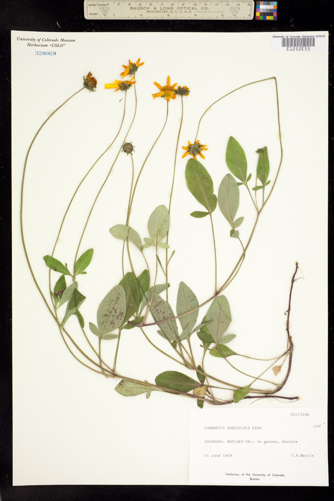 Coreopsis auriculata image