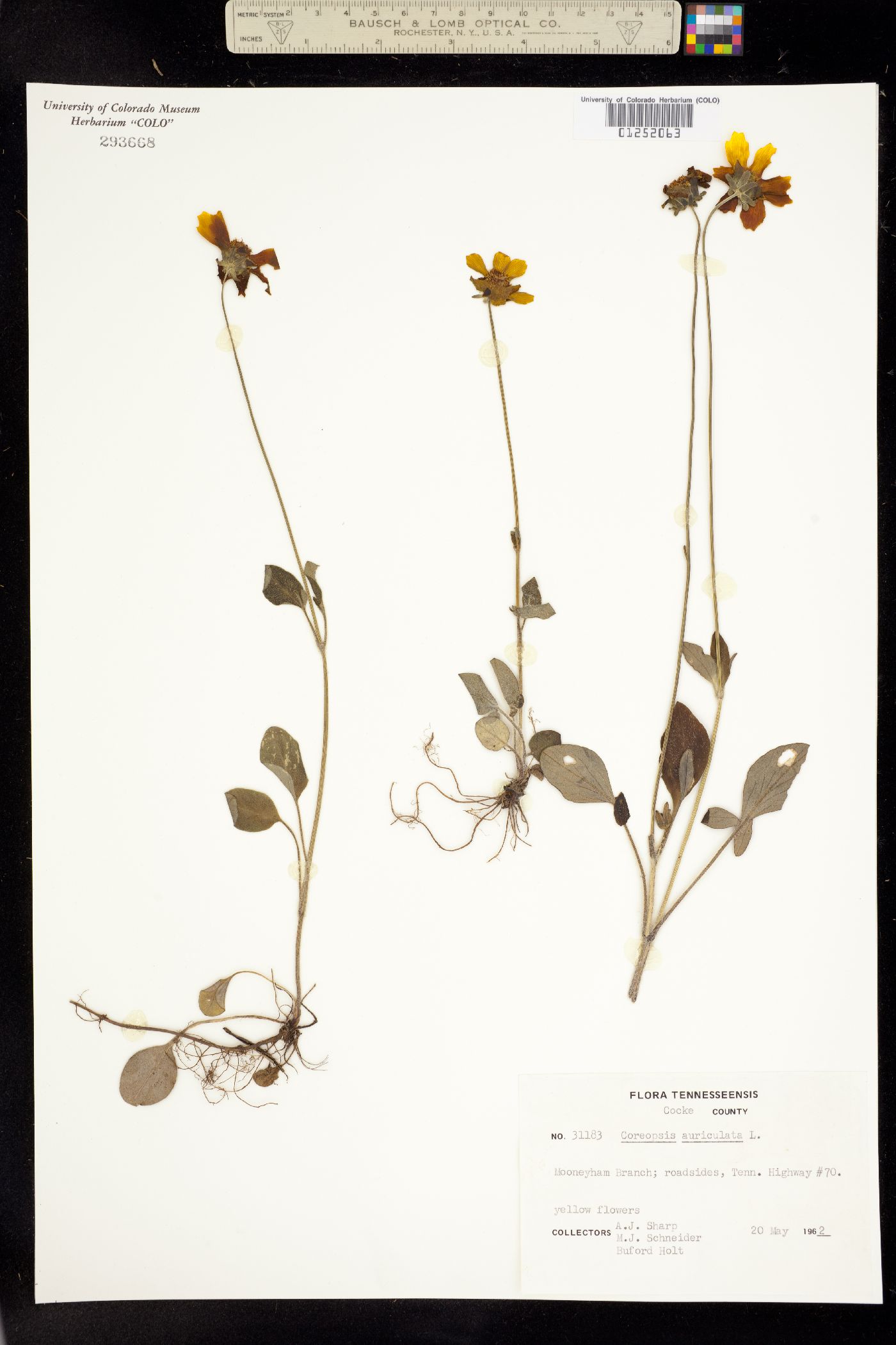 Coreopsis auriculata image