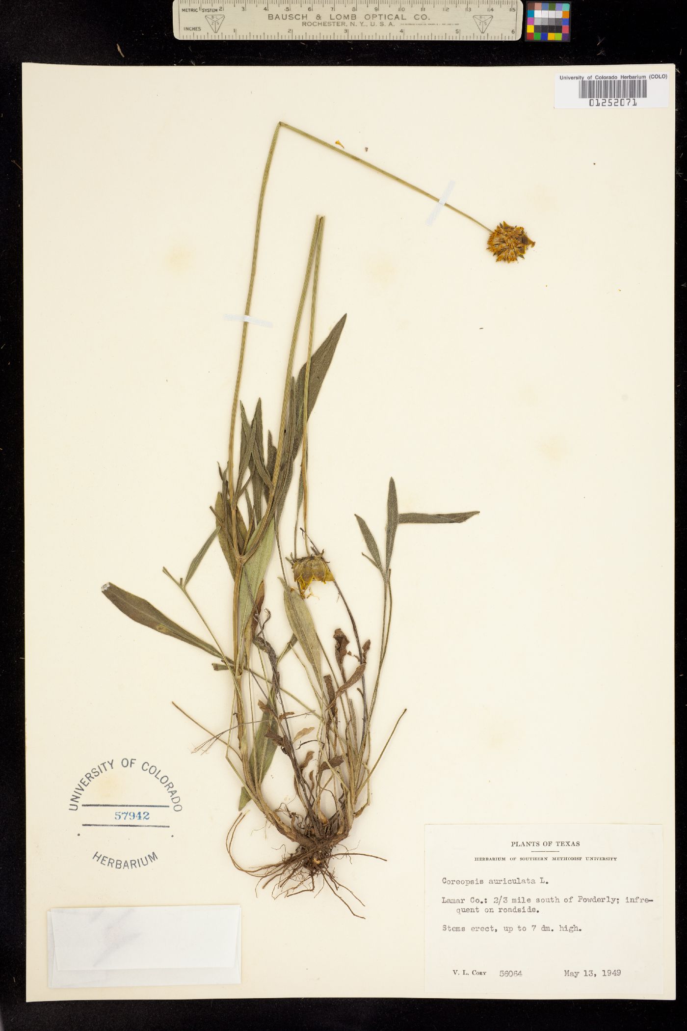 Coreopsis auriculata image