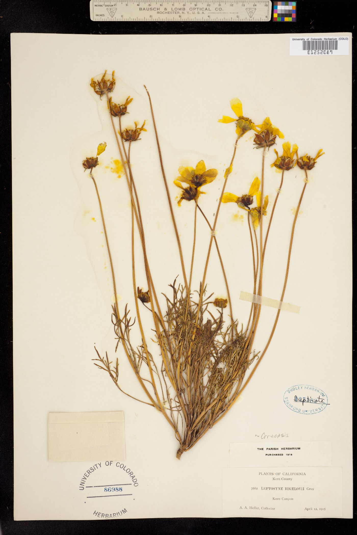 Coreopsis bigelovii image