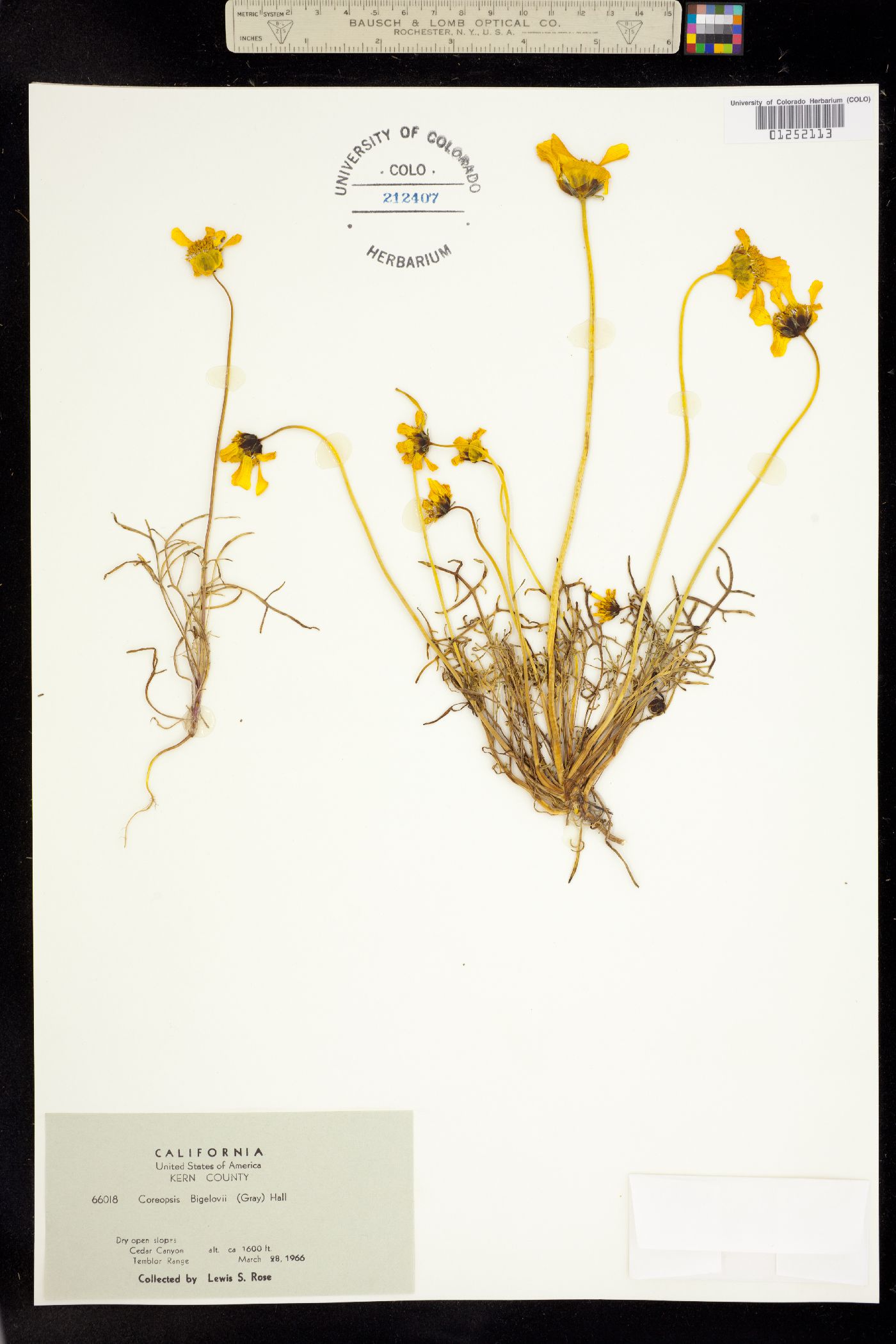 Coreopsis bigelovii image