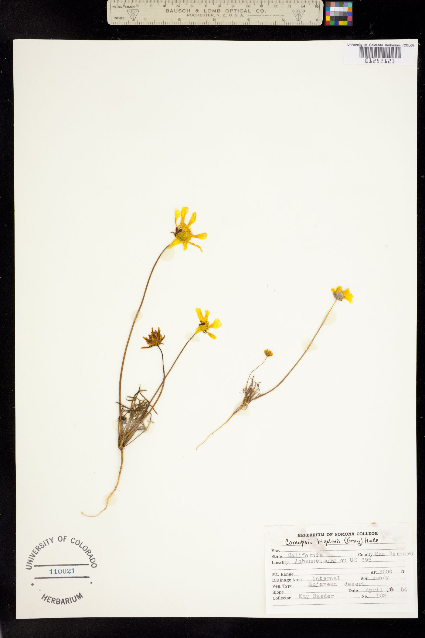 Coreopsis bigelovii image