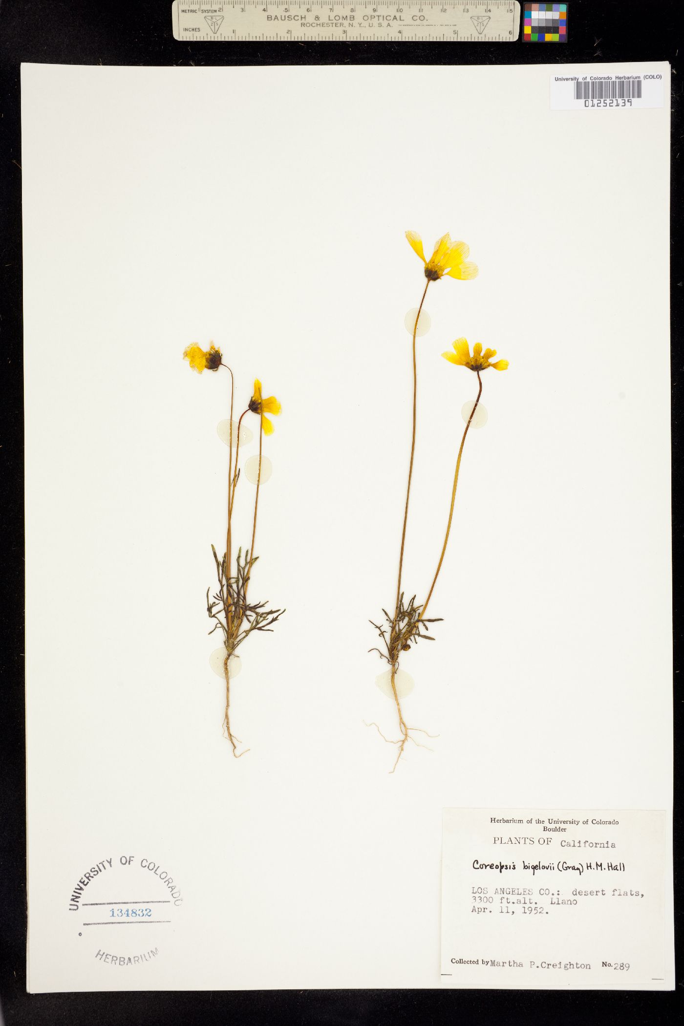 Coreopsis bigelovii image