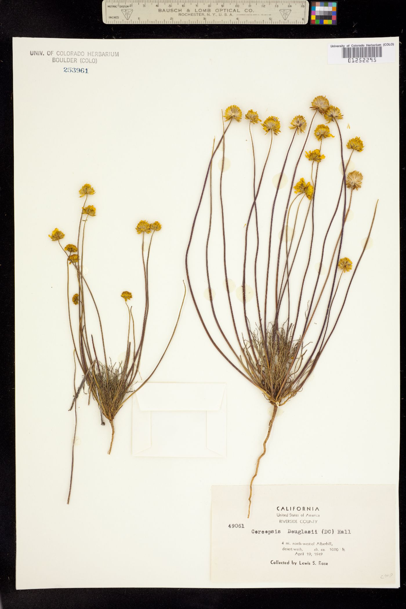 Coreopsis douglasii image