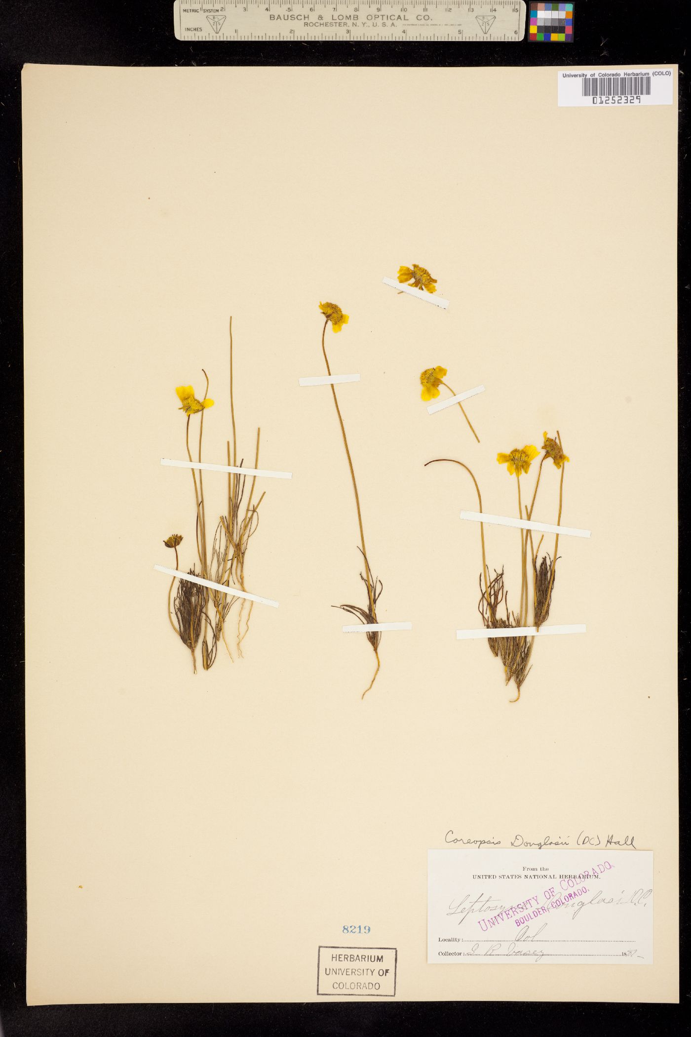 Coreopsis douglasii image