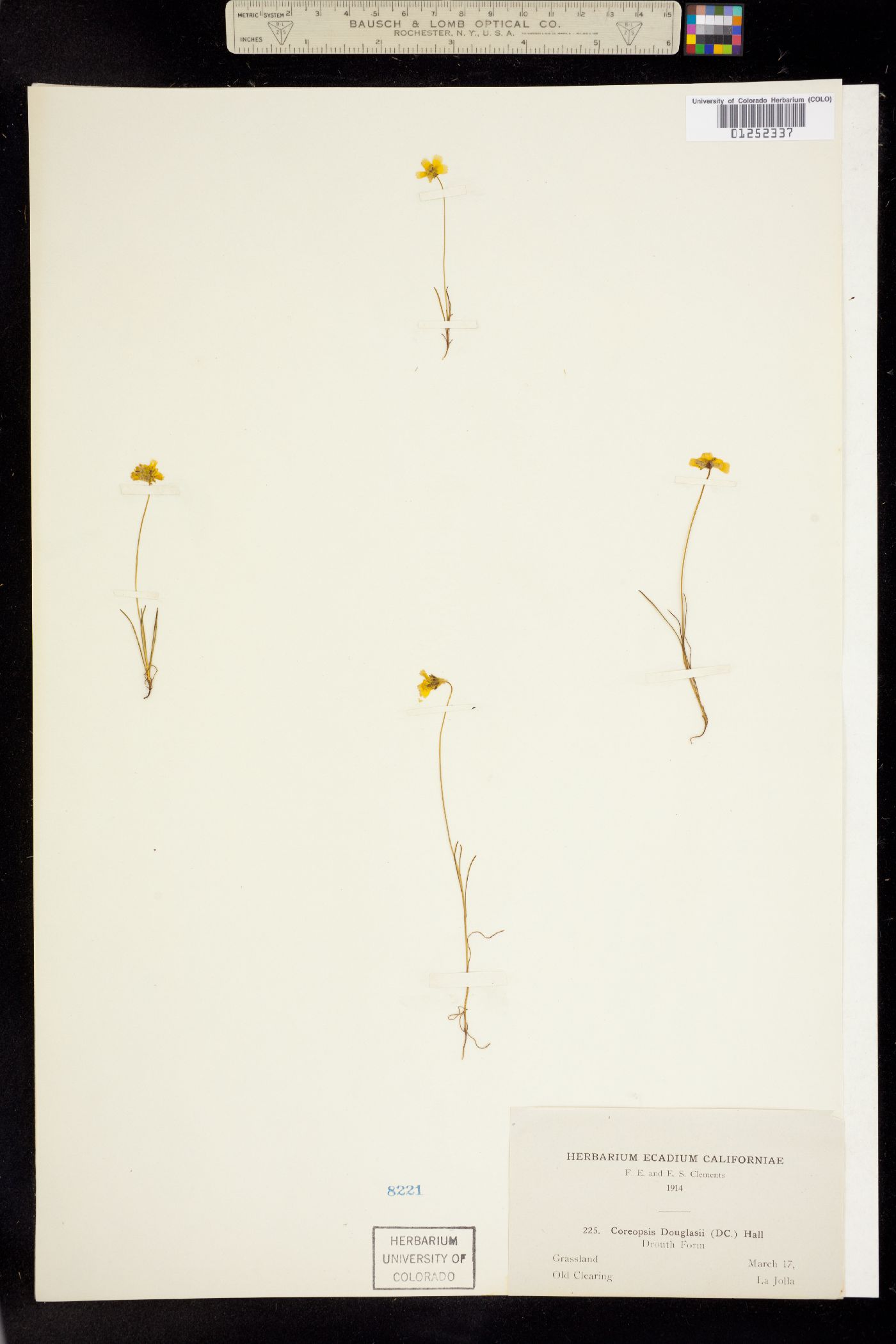 Coreopsis douglasii image