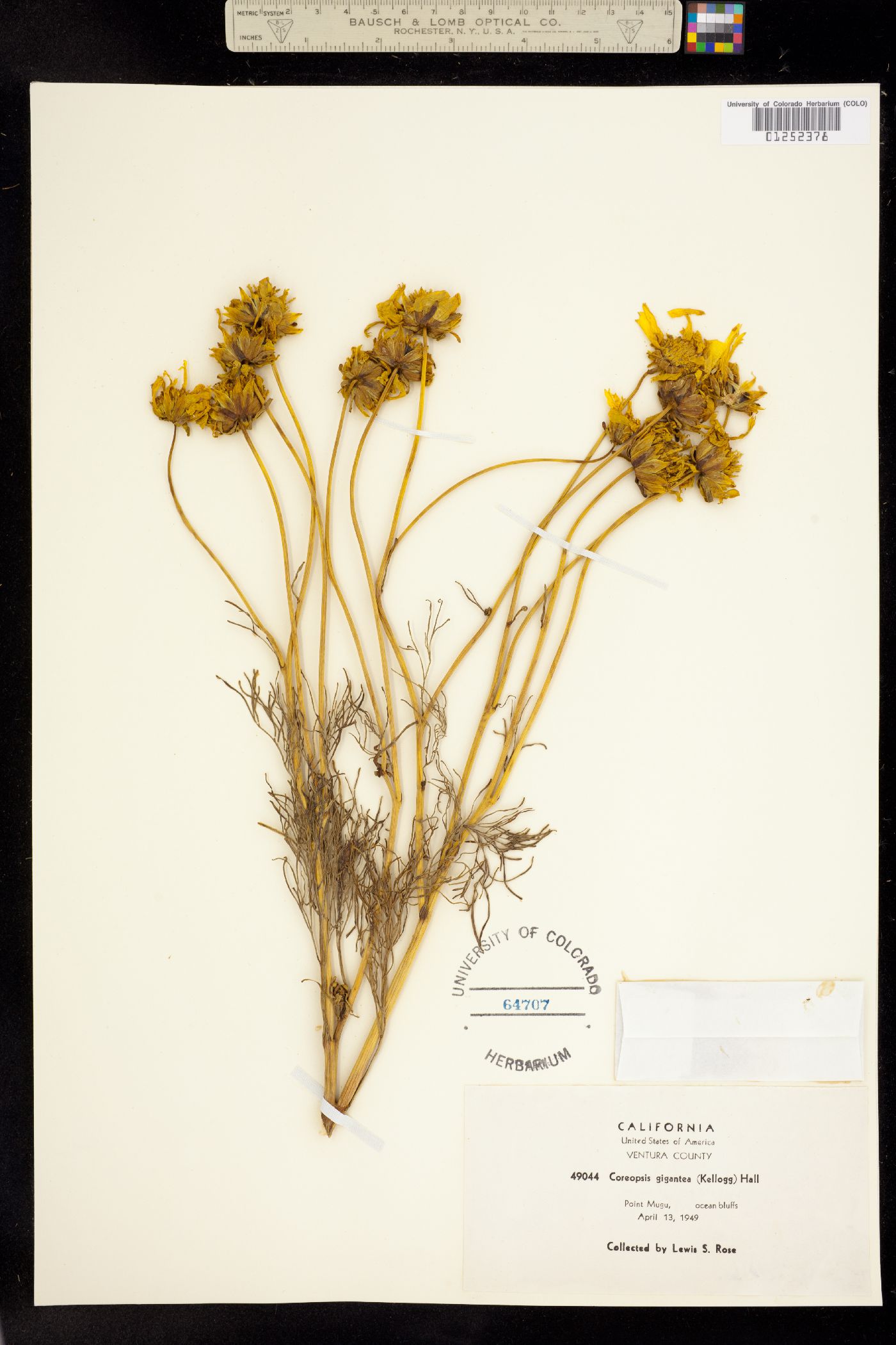 Coreopsis gigantea image