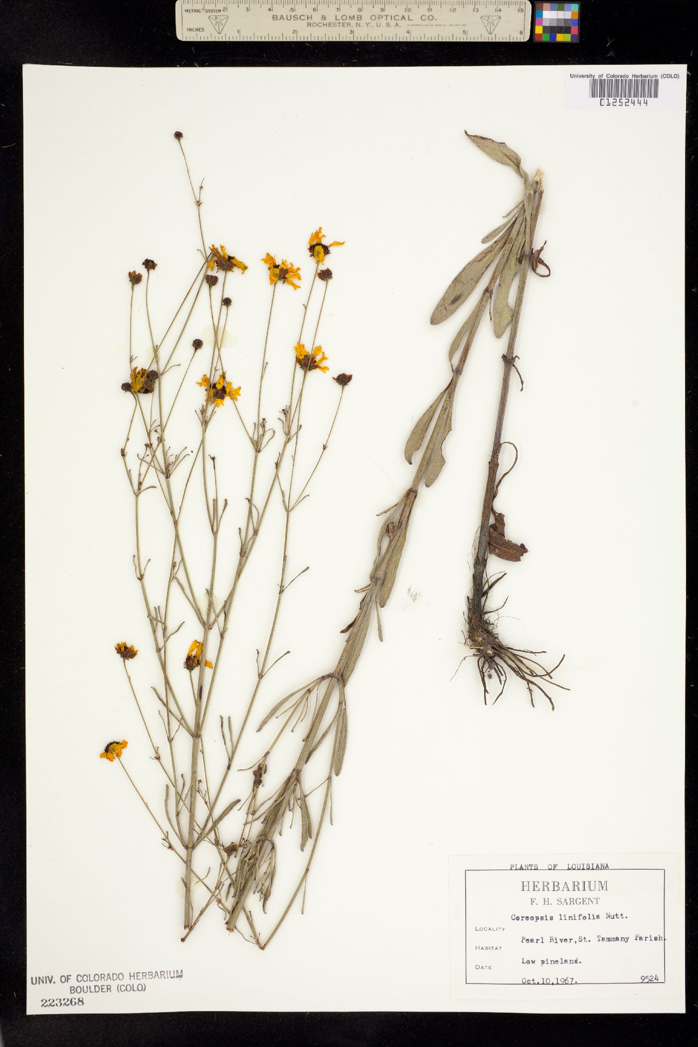 Coreopsis gladiata image