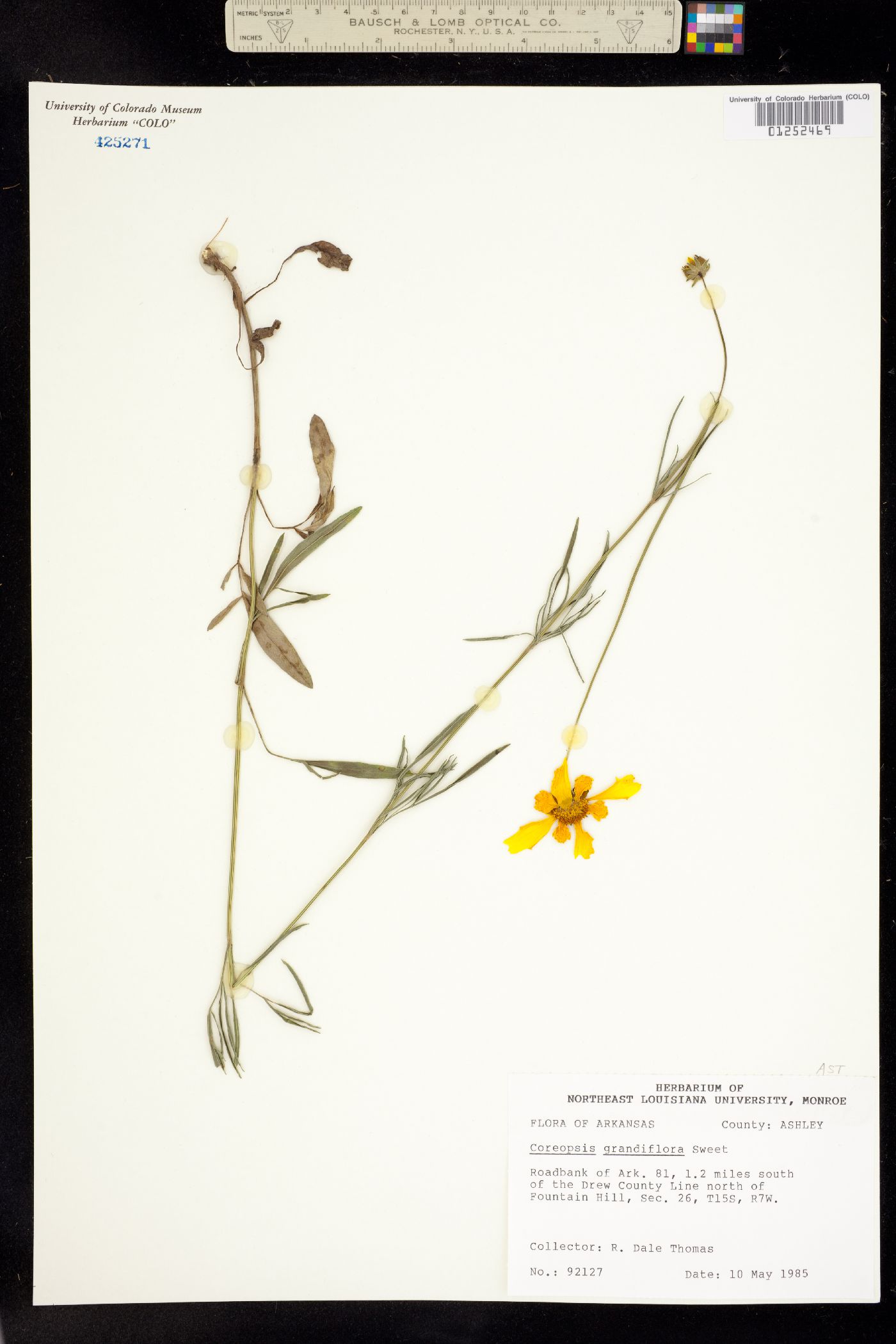 Coreopsis grandiflora image