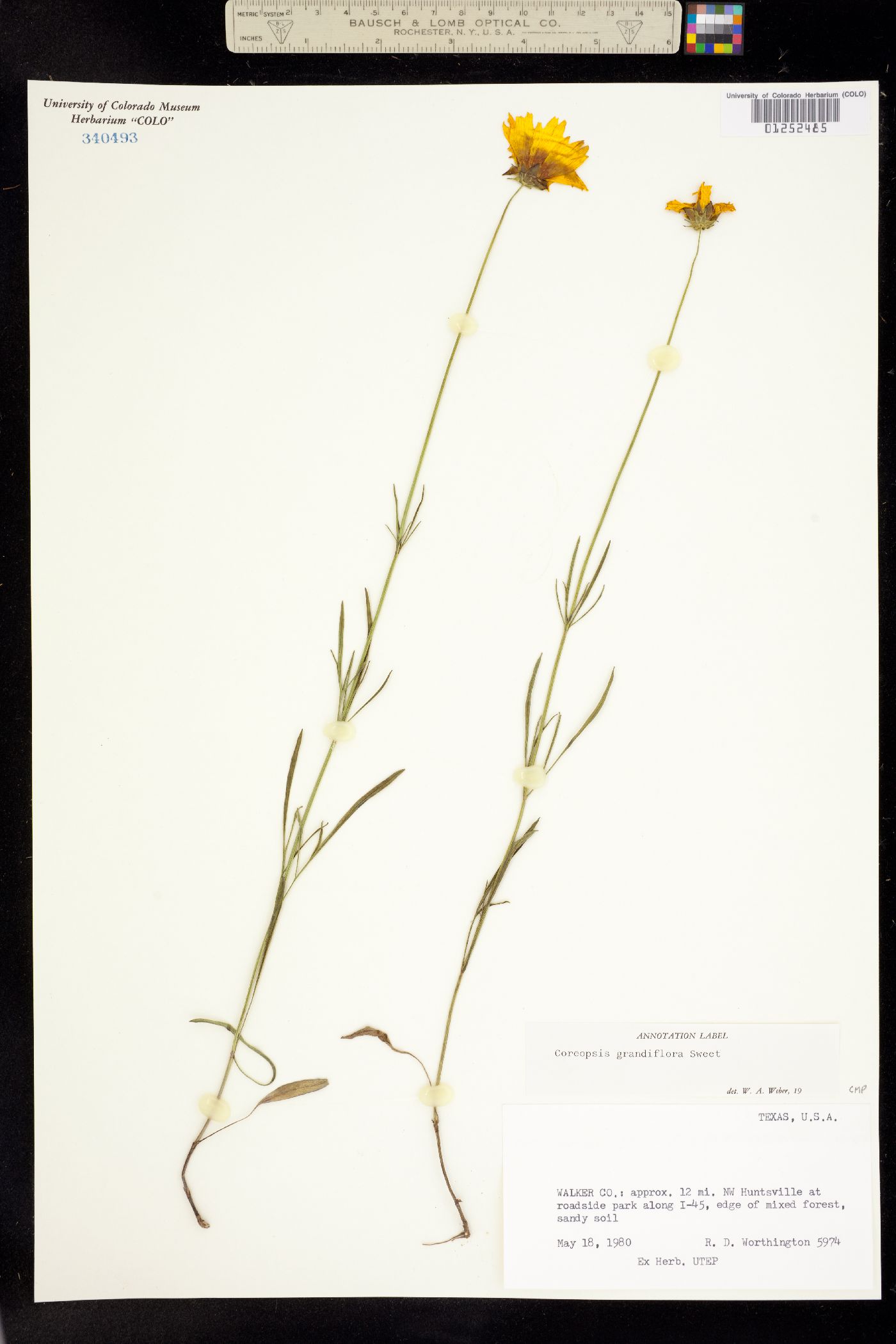 Coreopsis grandiflora image