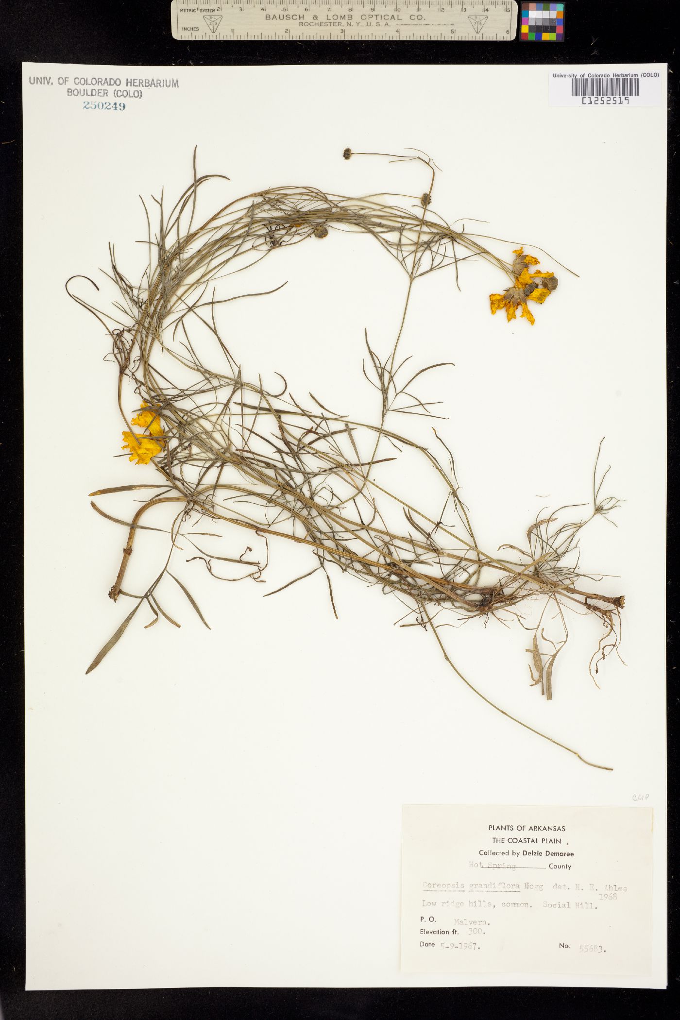 Coreopsis grandiflora image