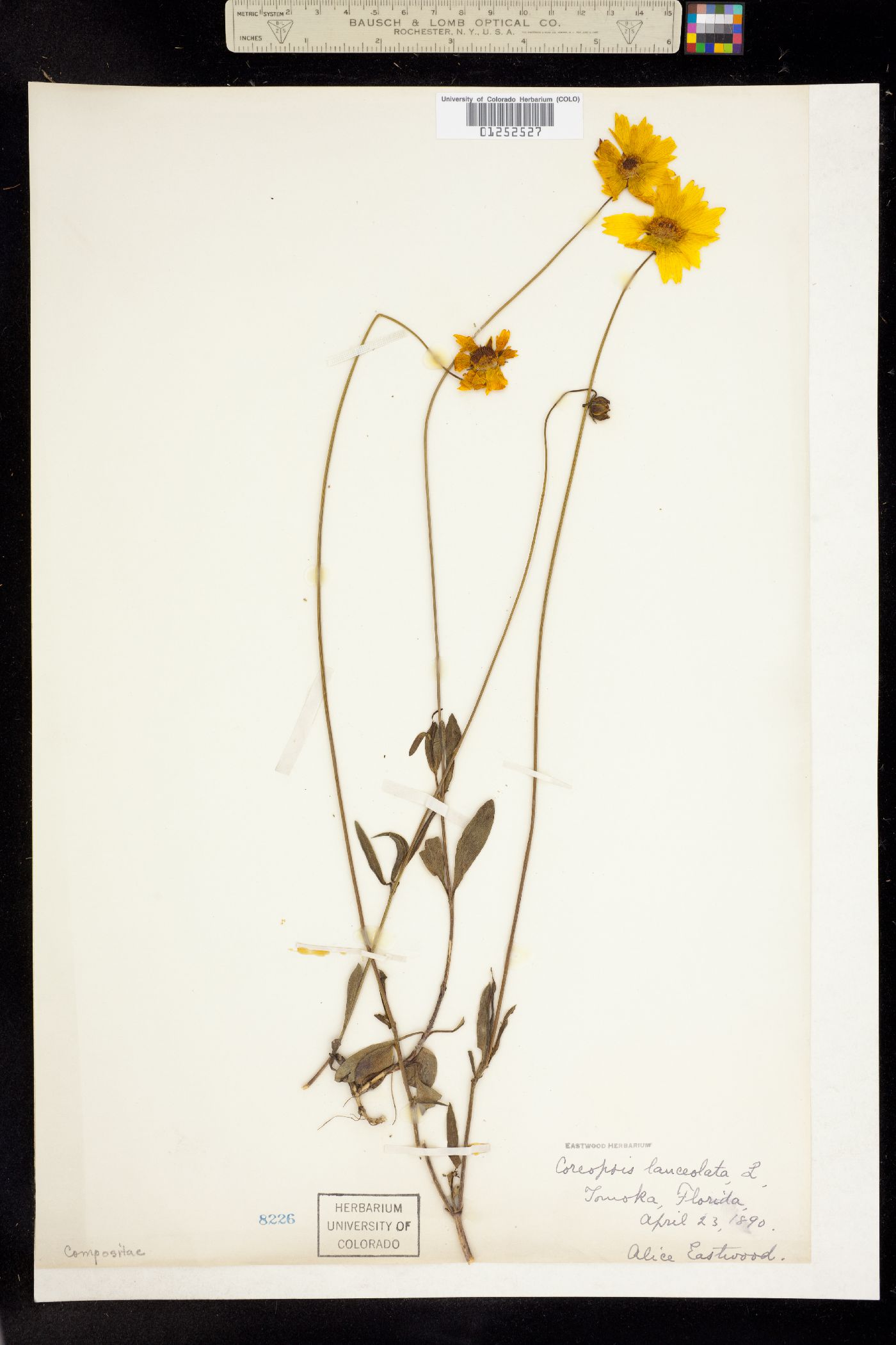 Coreopsis lanceolata image