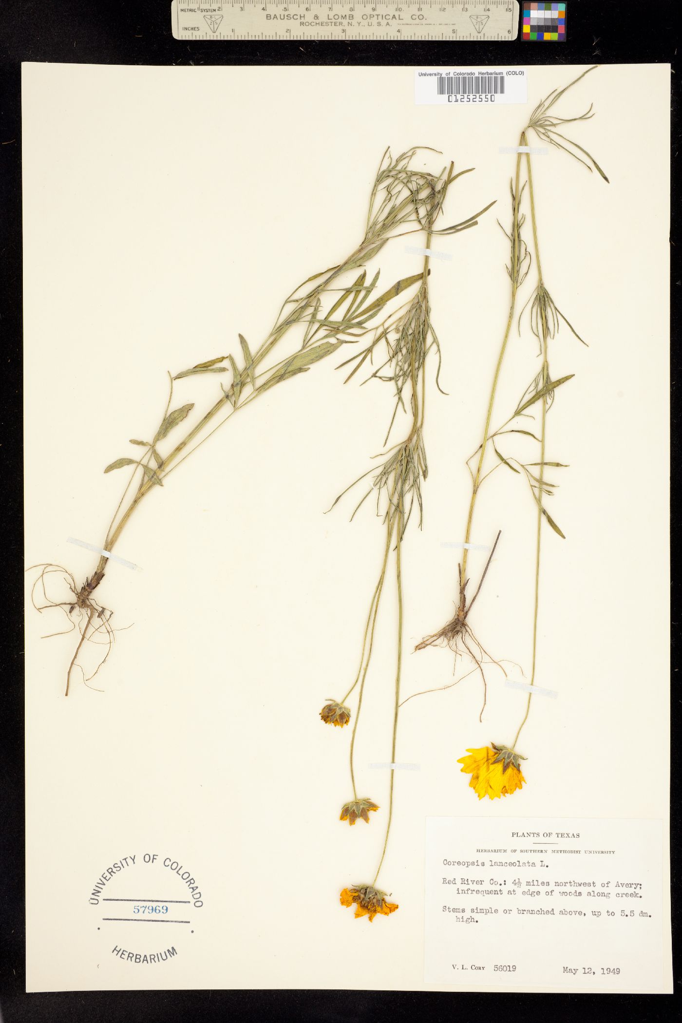 Coreopsis lanceolata image