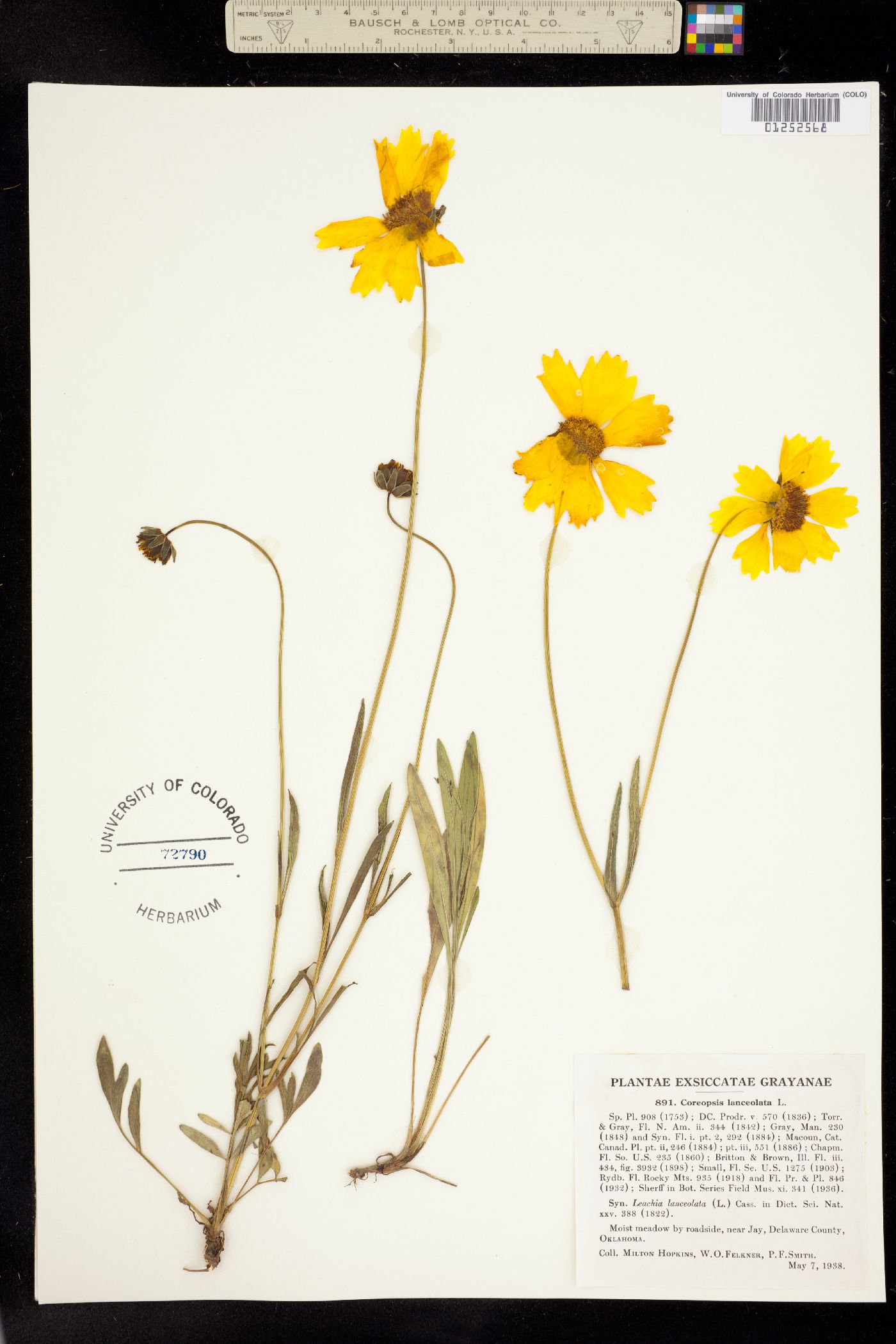 Coreopsis lanceolata image