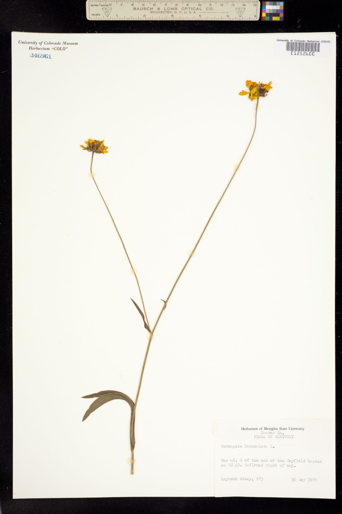 Coreopsis lanceolata image