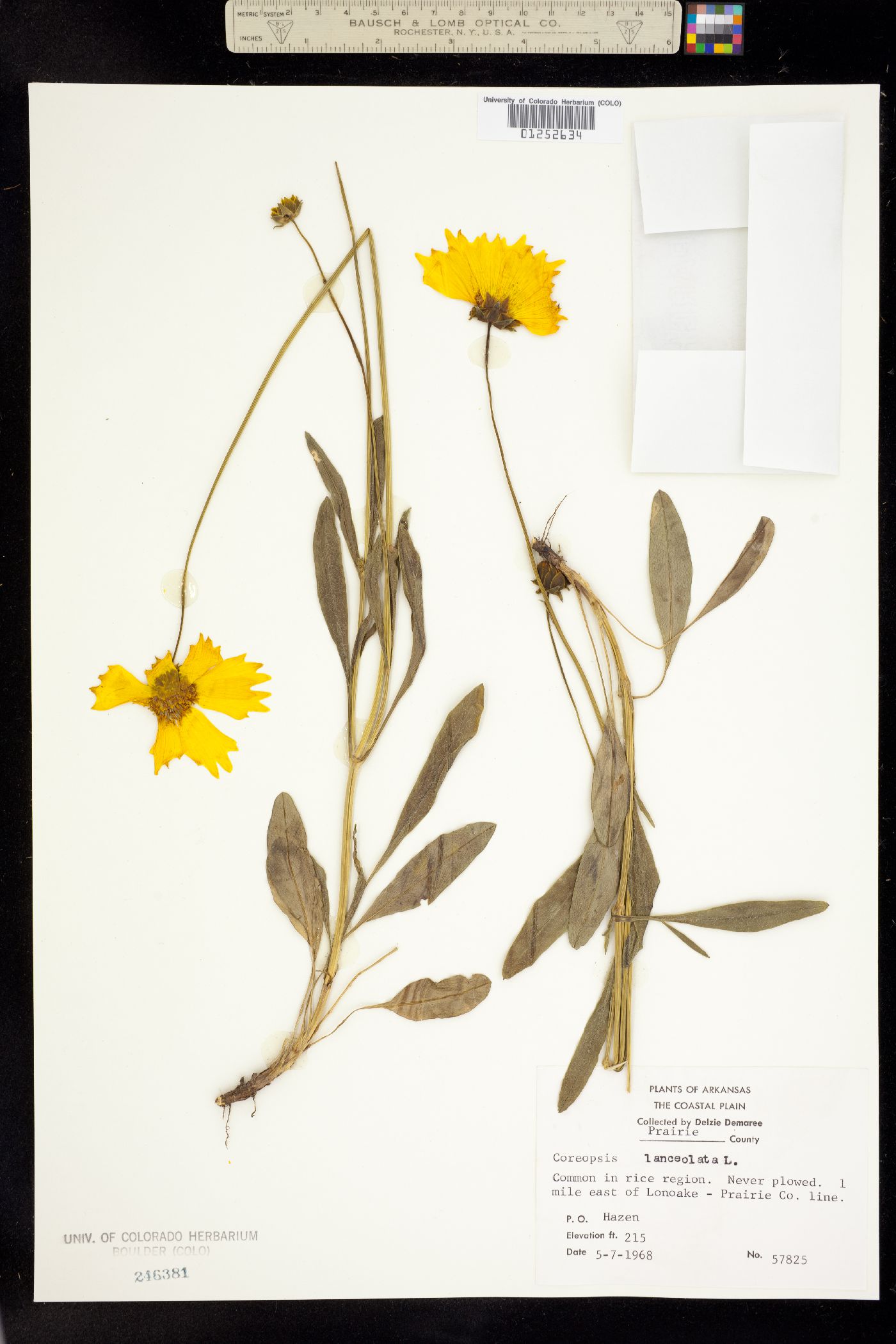 Coreopsis lanceolata image