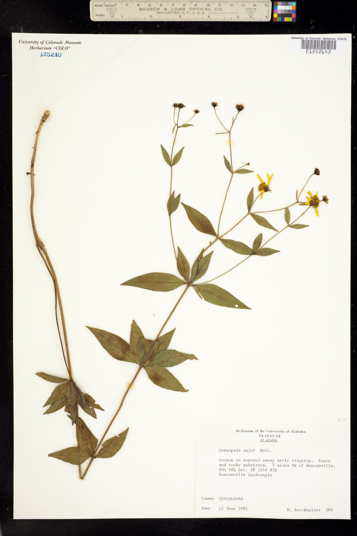 Coreopsis major image