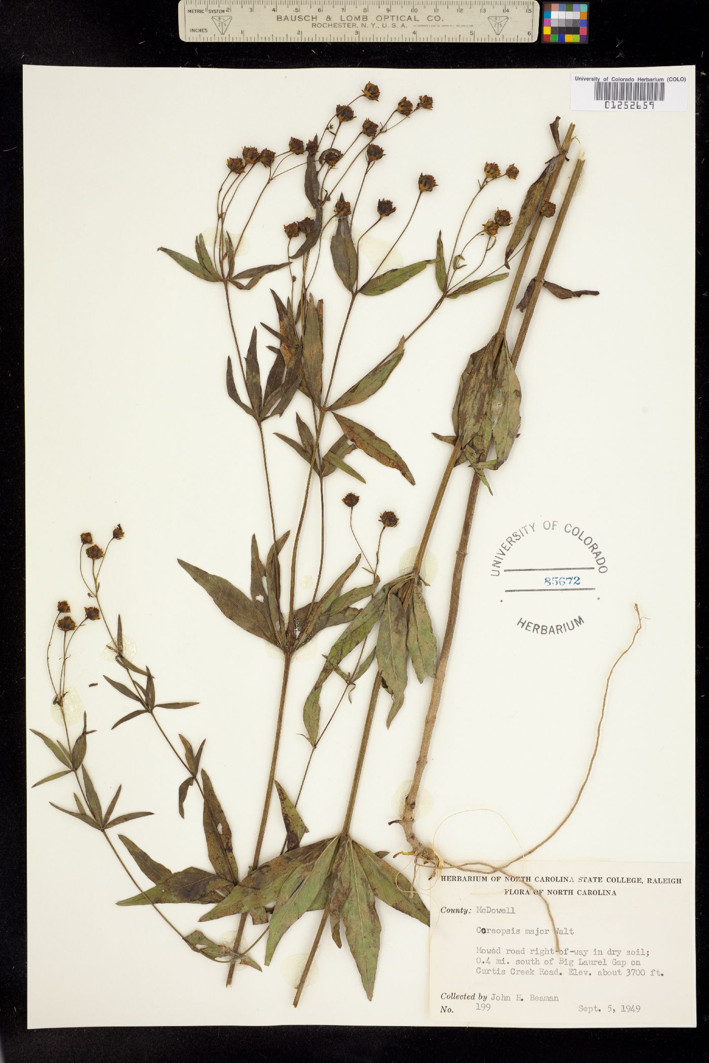 Coreopsis major image