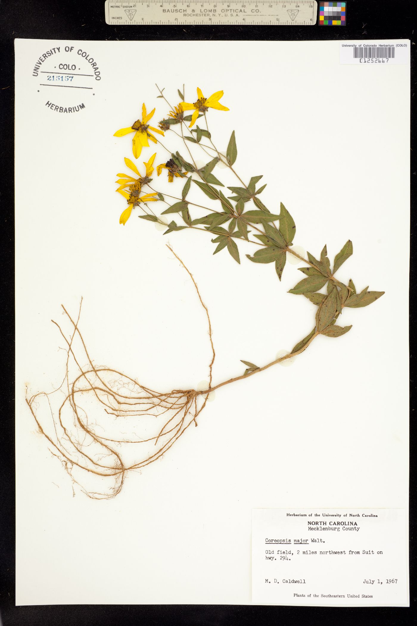 Coreopsis major image