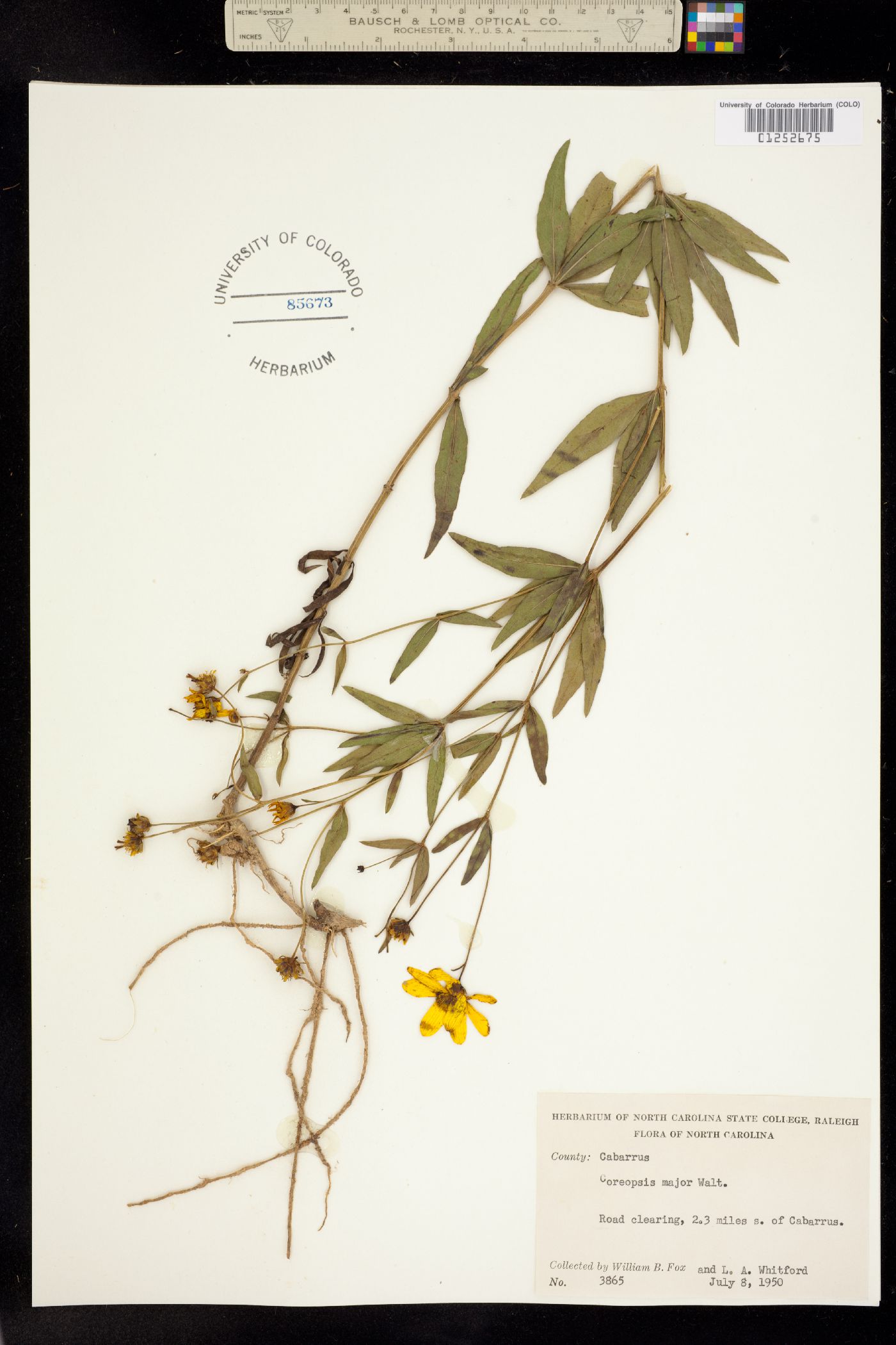 Coreopsis major image