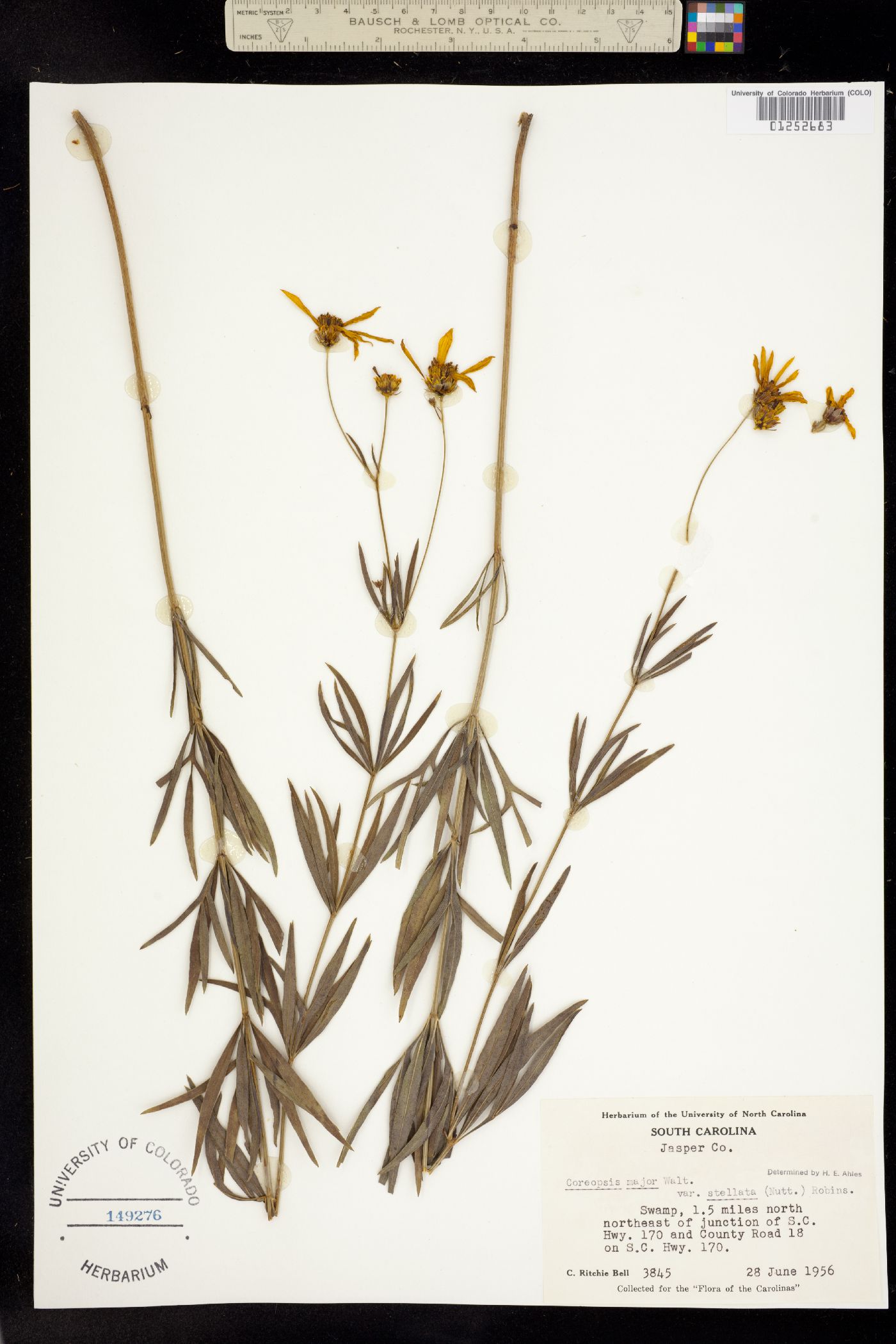 Coreopsis major image