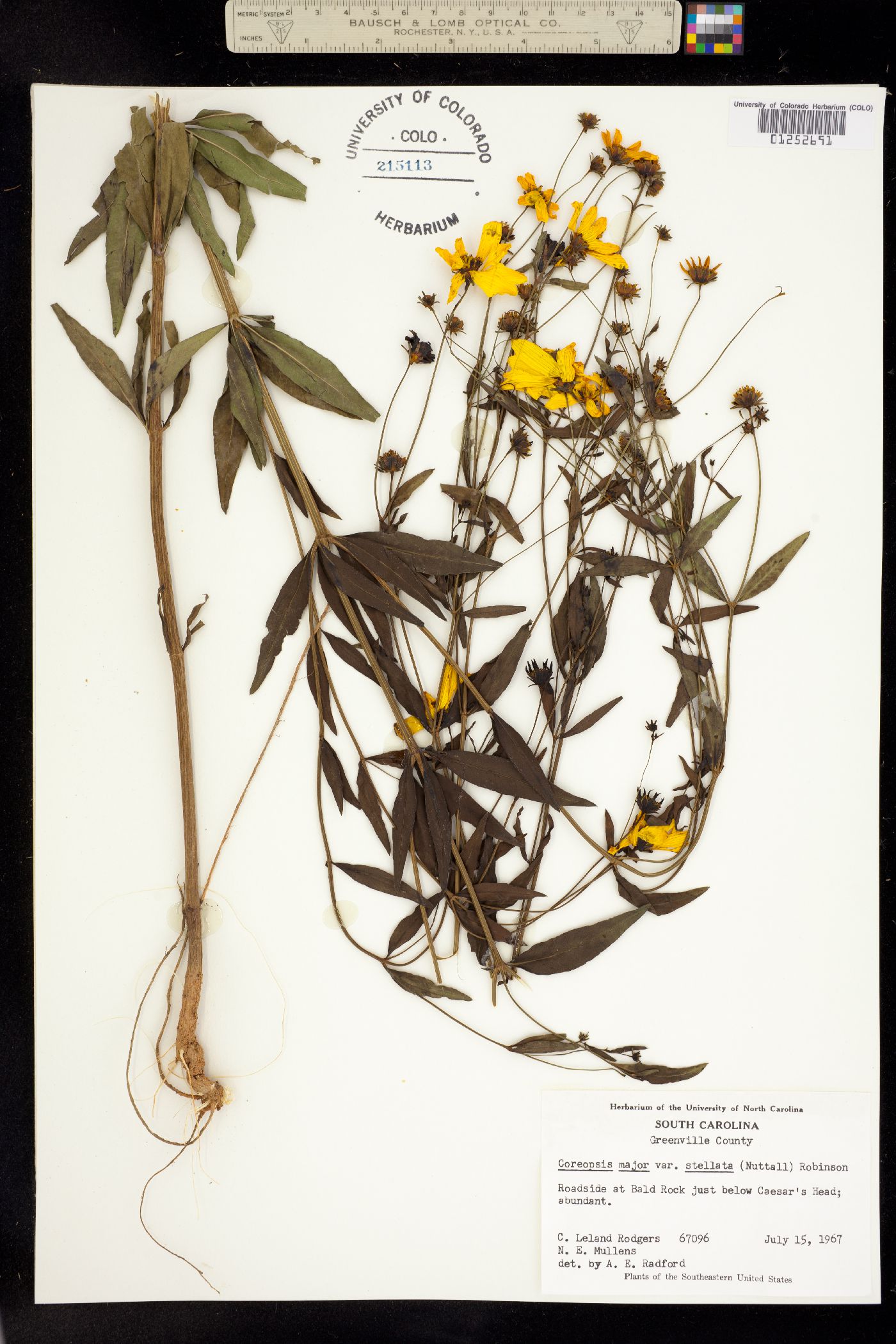 Coreopsis major image