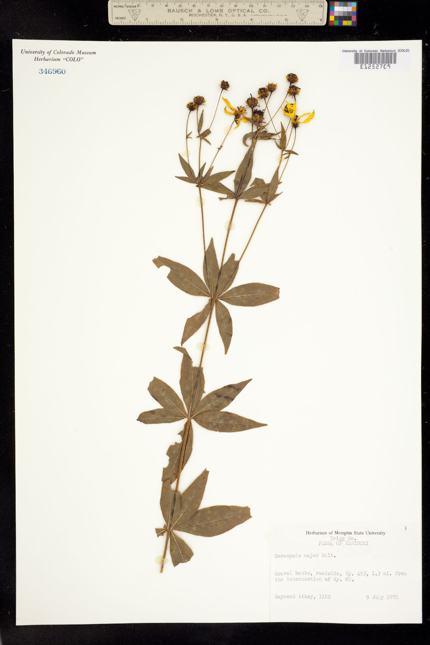 Coreopsis major image